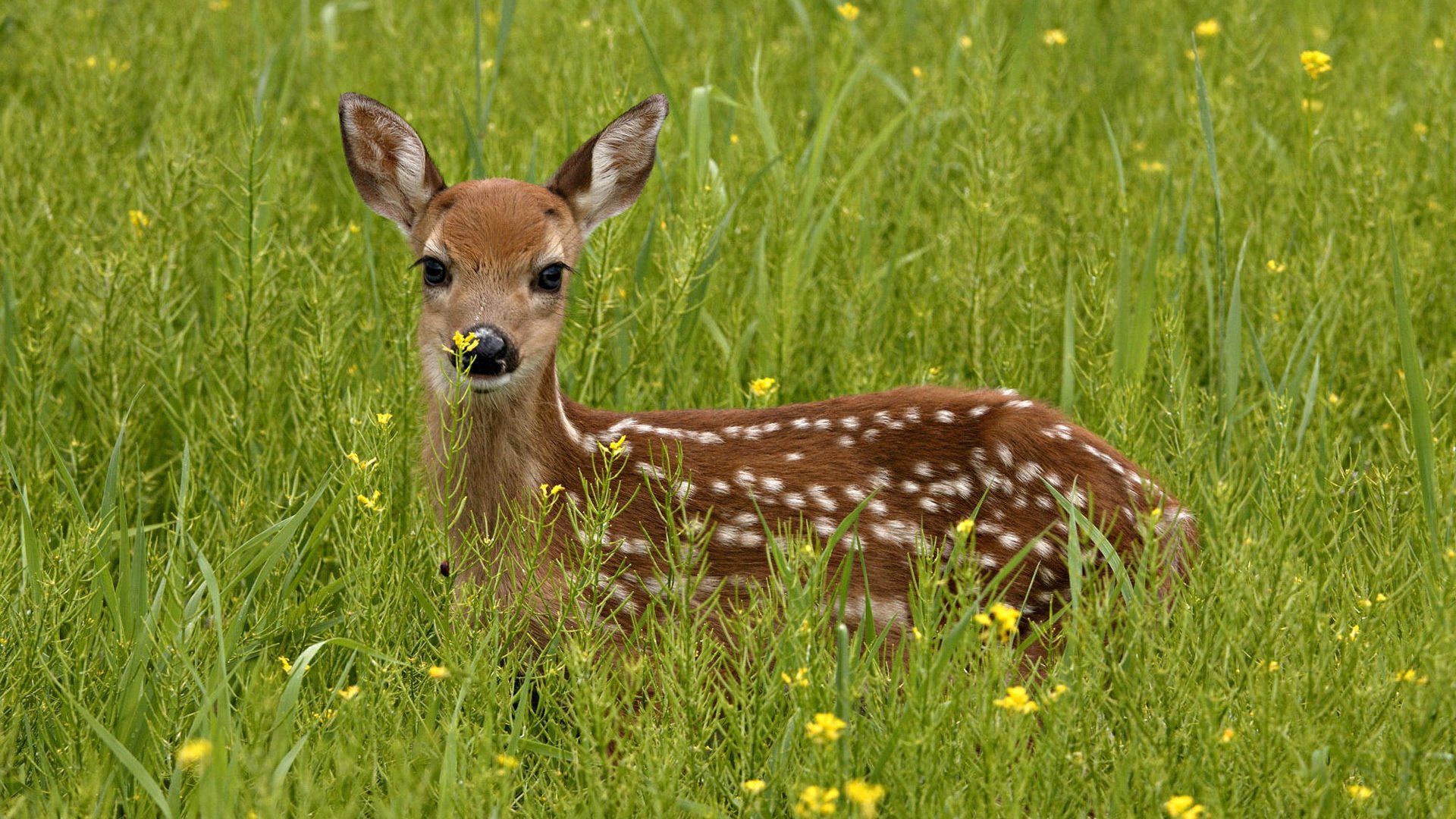 Обои трава, зелень, олень, взгляд, grass, greens, deer, look разрешение 1920x1200 Загрузить