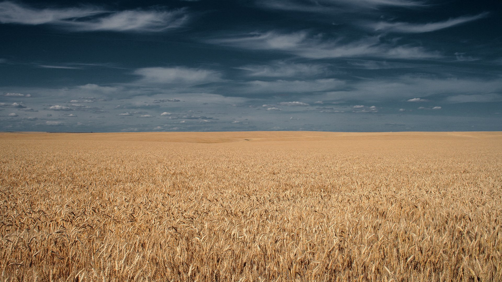 Обои небо, тучи, поле, горизонт, колосья, the sky, clouds, field, horizon, ears разрешение 1920x1200 Загрузить