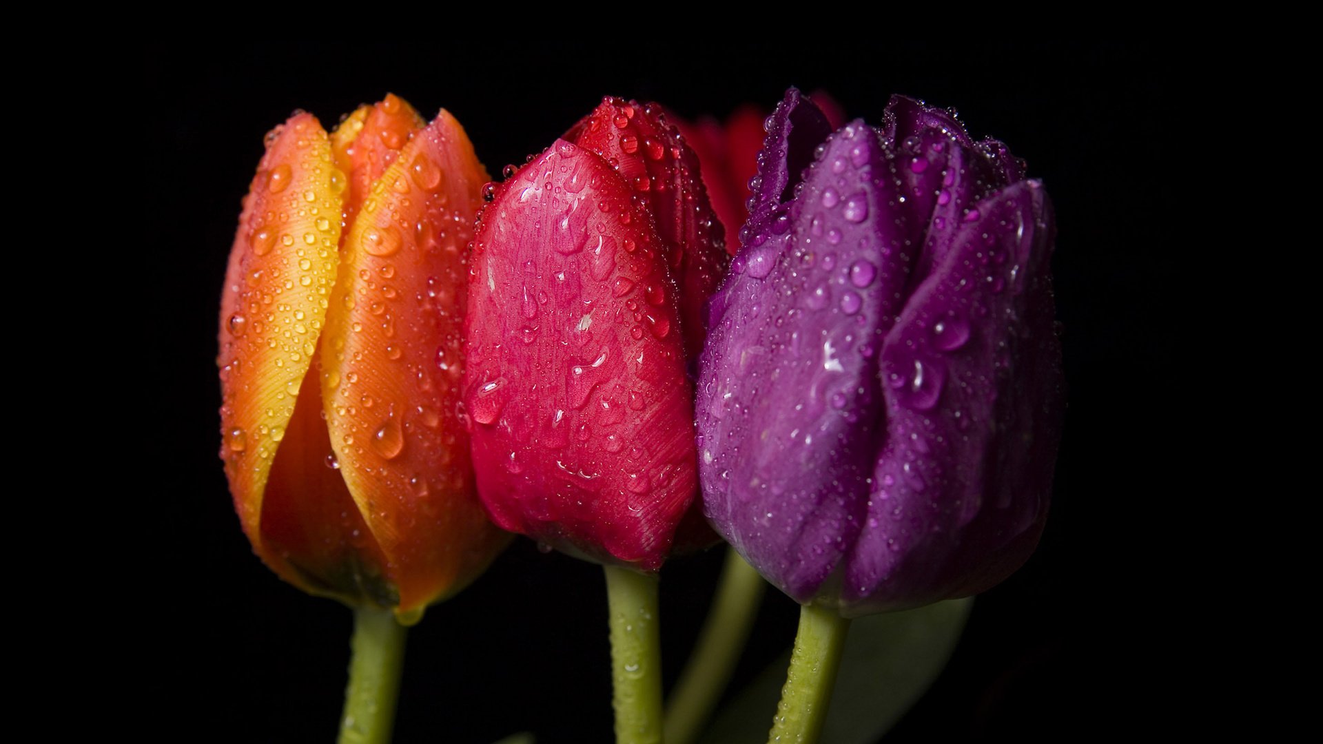 Обои макро, капли, цвет, фиолетовый, красный, ярко, оранжевый, три тюльпана, macro, drops, color, purple, red, bright, orange, three tulips разрешение 2560x1600 Загрузить