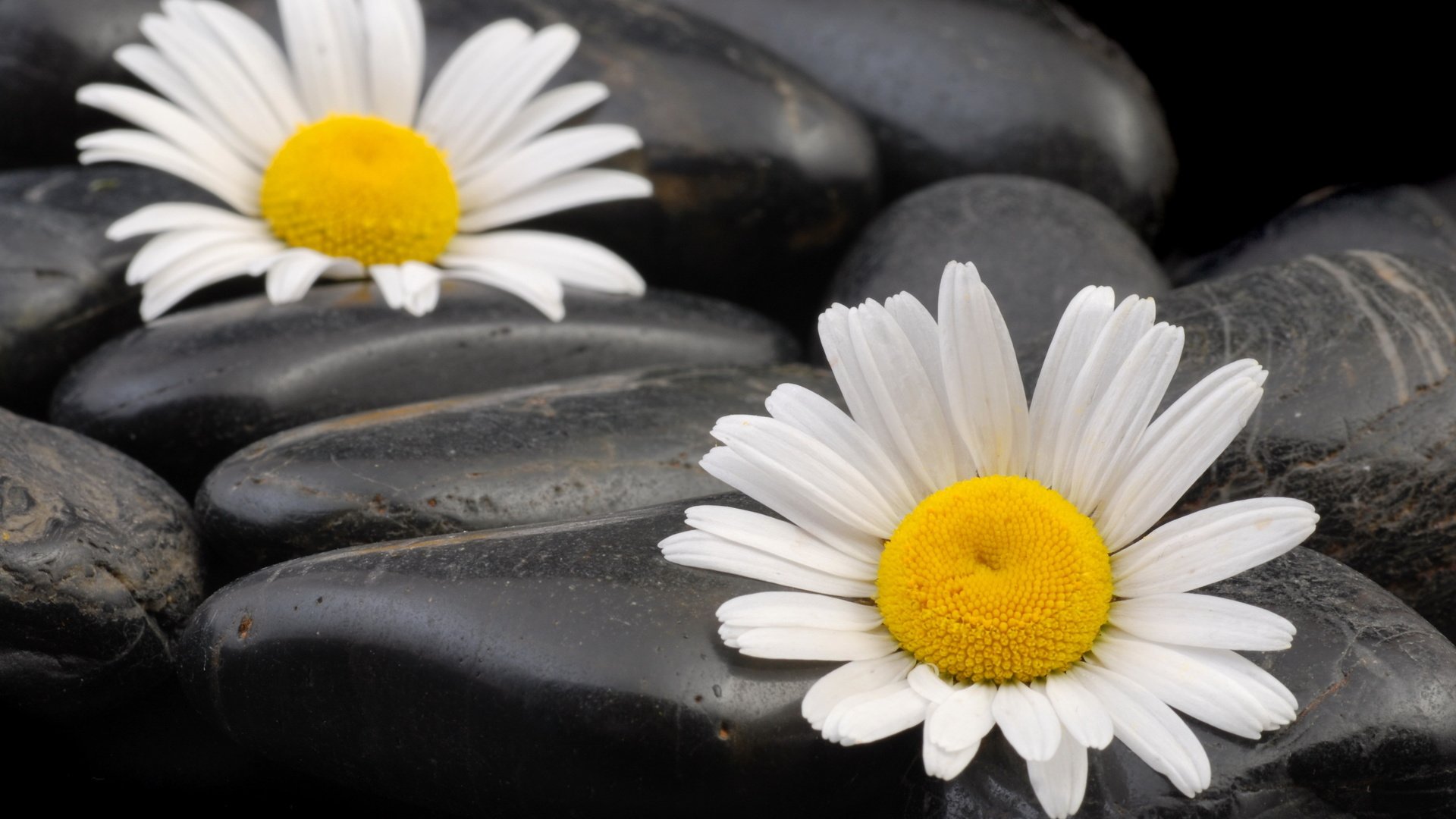 Обои камни, макро, ромашки, камешки, stones, macro, chamomile, pebbles разрешение 3872x2592 Загрузить