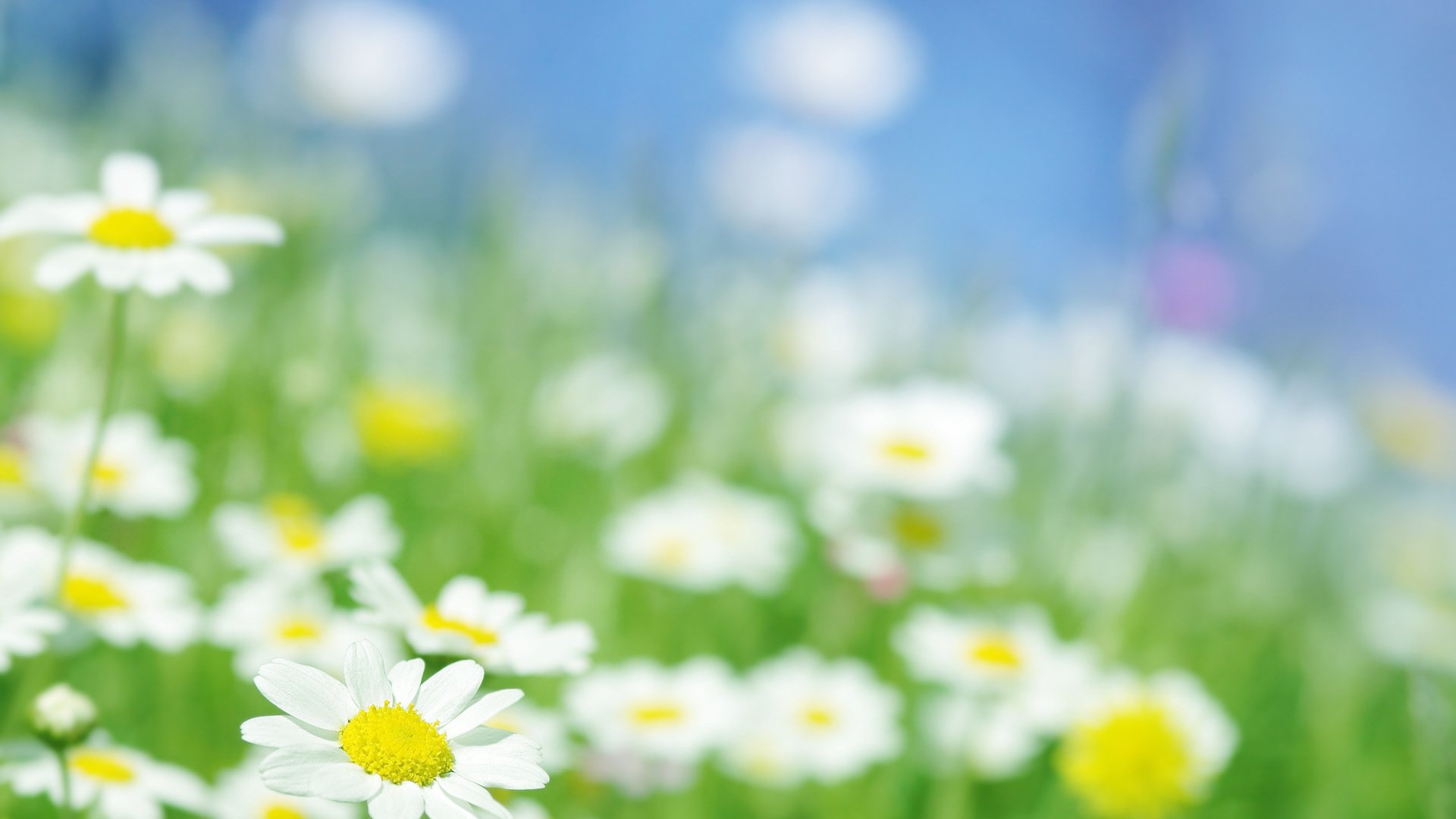 Обои свет, цветы, макро, лучи, поле, сад, ромашка, ромашки, light, flowers, macro, rays, field, garden, daisy, chamomile разрешение 2572x1800 Загрузить