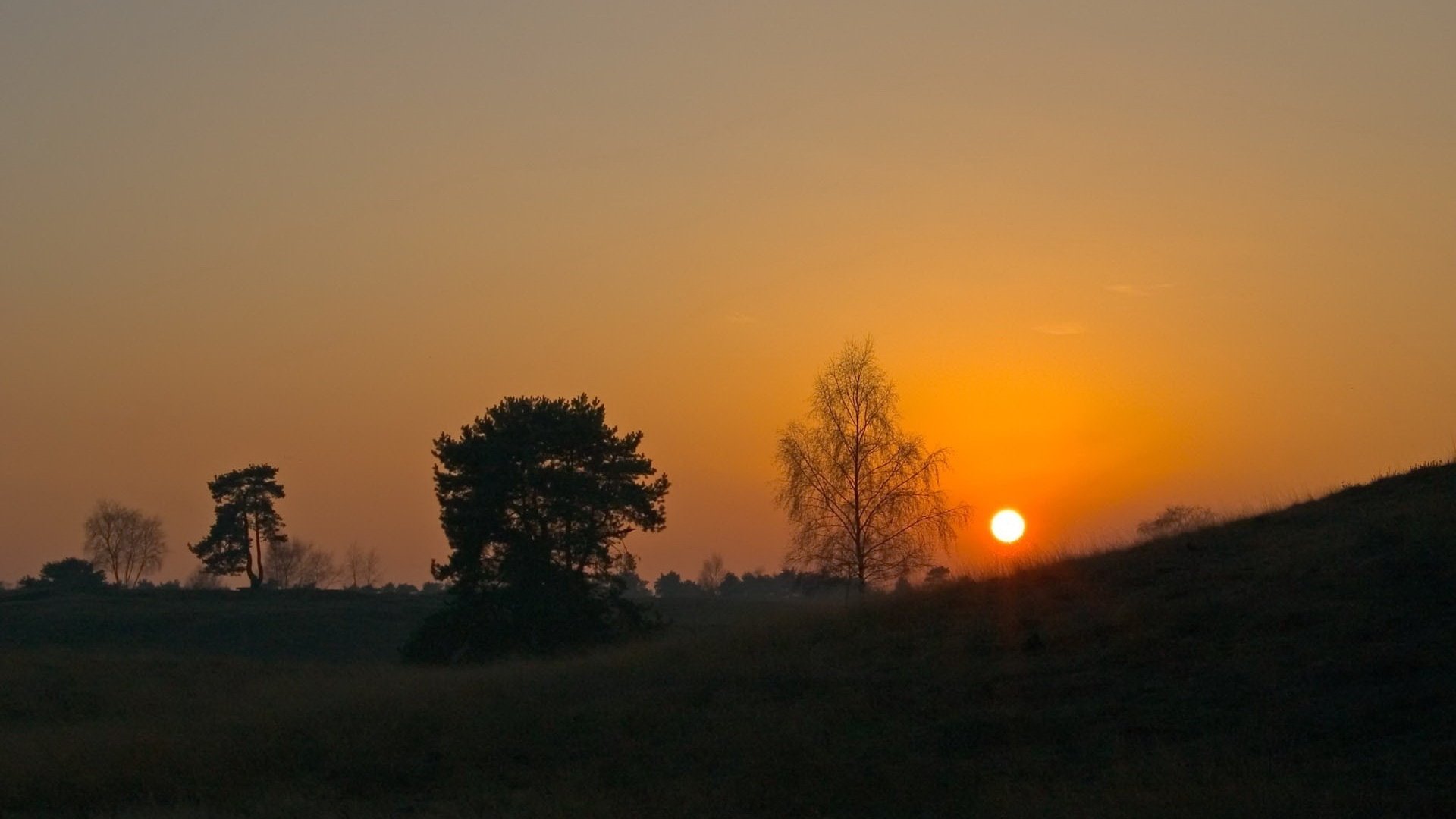 Обои небо, деревья, солнце, закат, горизонт, the sky, trees, the sun, sunset, horizon разрешение 1920x1200 Загрузить