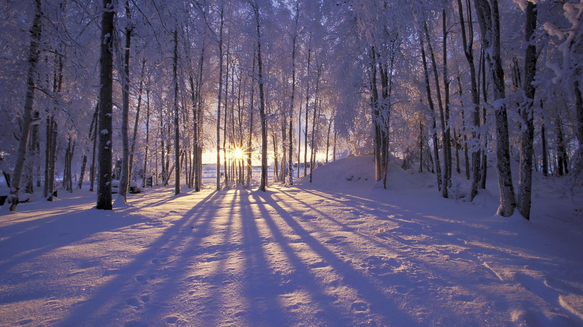 Обои солнце, снег, лес, зима, иней, деревья. лучи, the sun, snow, forest, winter, frost, trees. rays разрешение 1920x1200 Загрузить