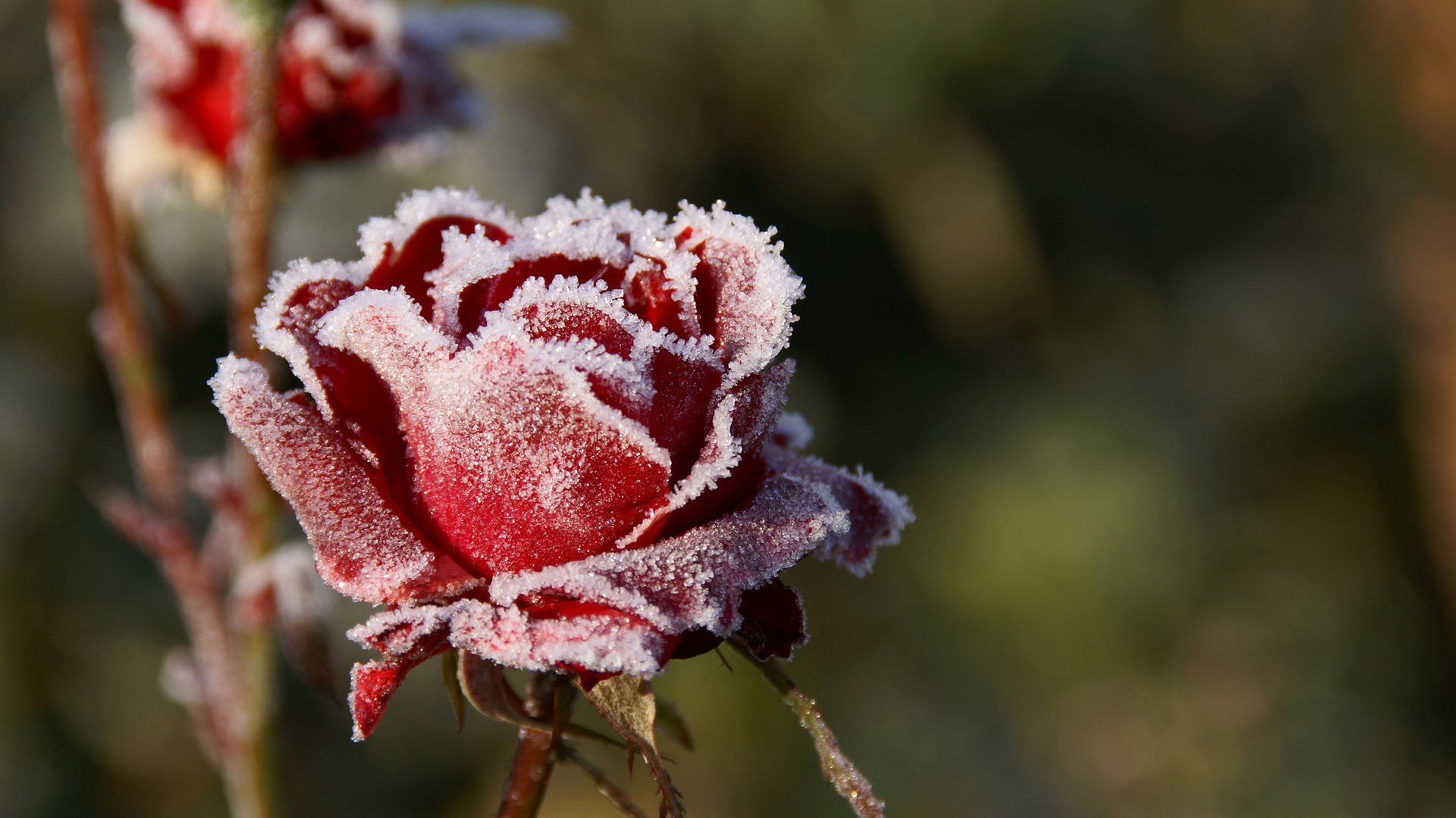 Обои цветы, макро, розы, иней, лепестки, красные, размытость, холод, flowers, macro, roses, frost, petals, red, blur, cold разрешение 3000x2000 Загрузить