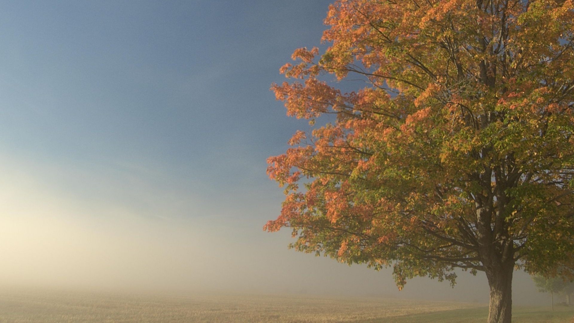 Обои дерево, туман, поле, tree, fog, field разрешение 1920x1201 Загрузить