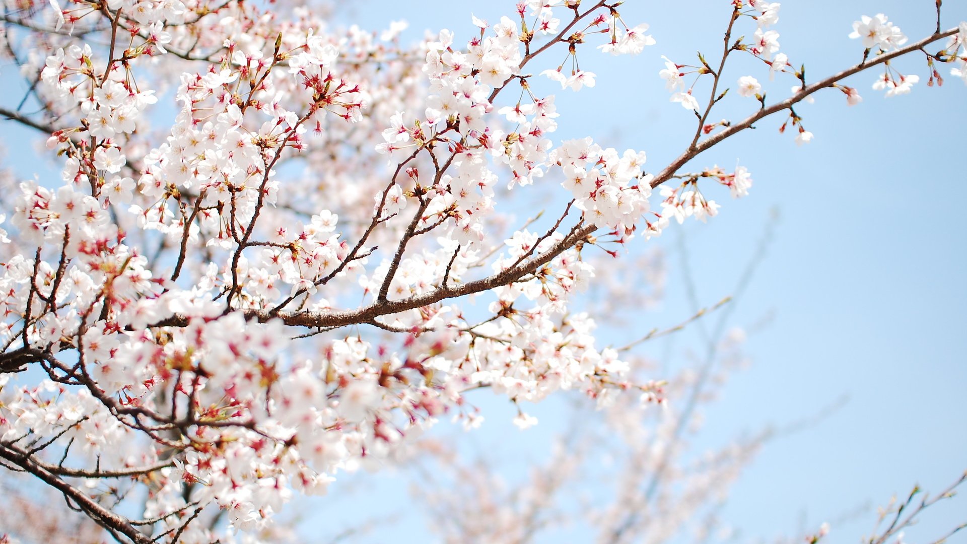 Обои дерево, цветение, весна, tree, flowering, spring разрешение 3008x2000 Загрузить