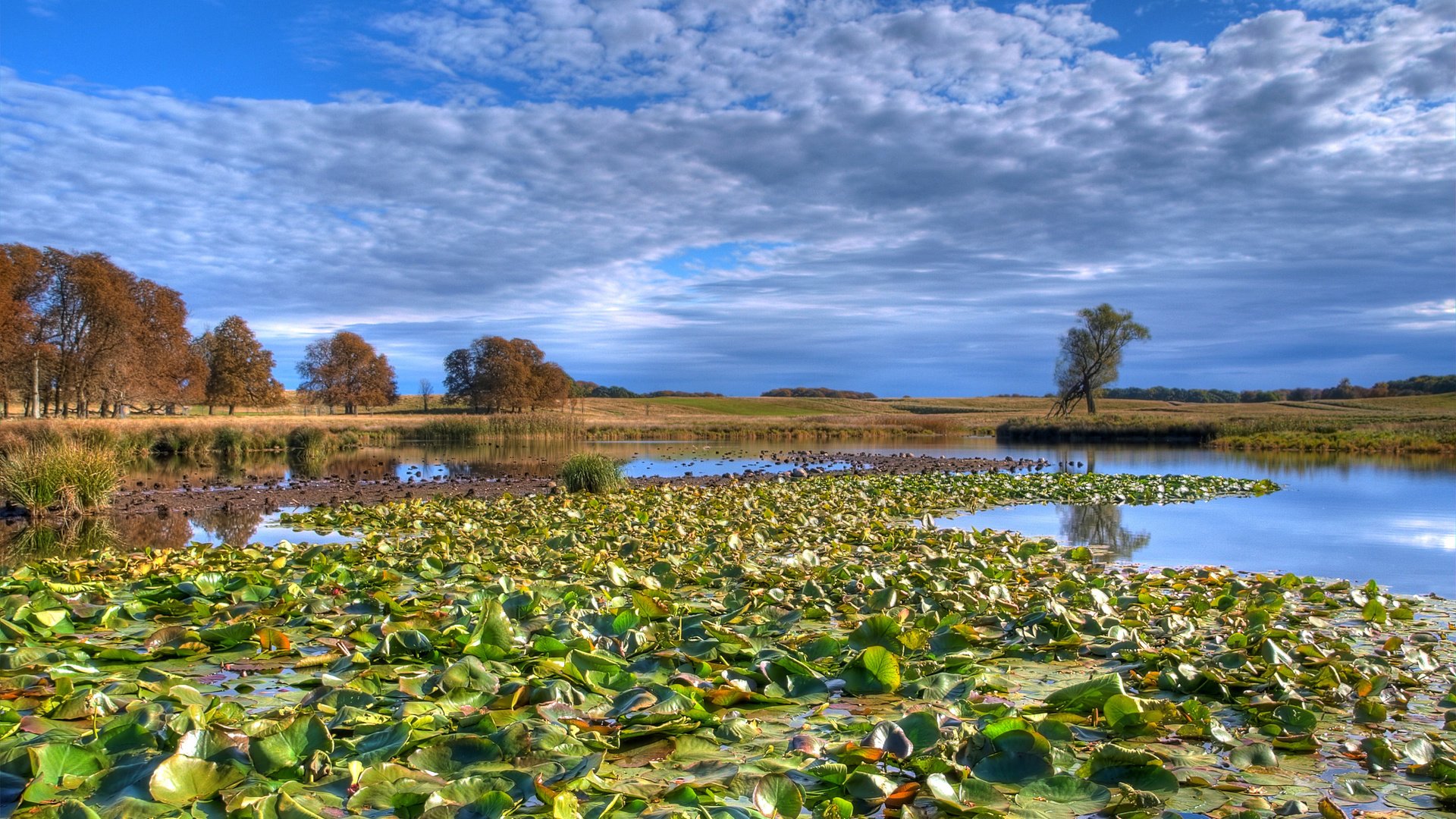 Обои облака, озеро, лес, кувшинки, clouds, lake, forest, water lilies разрешение 2560x1600 Загрузить