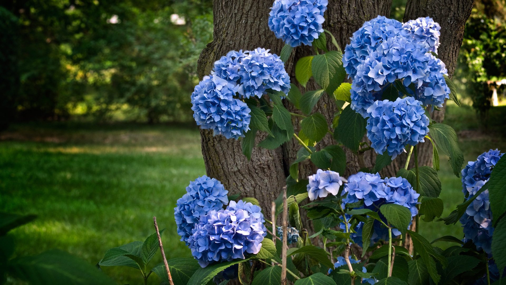 Обои цветение, зелень, парк, кустарник, гортензия, flowering, greens, park, shrub, hydrangea разрешение 1920x1200 Загрузить