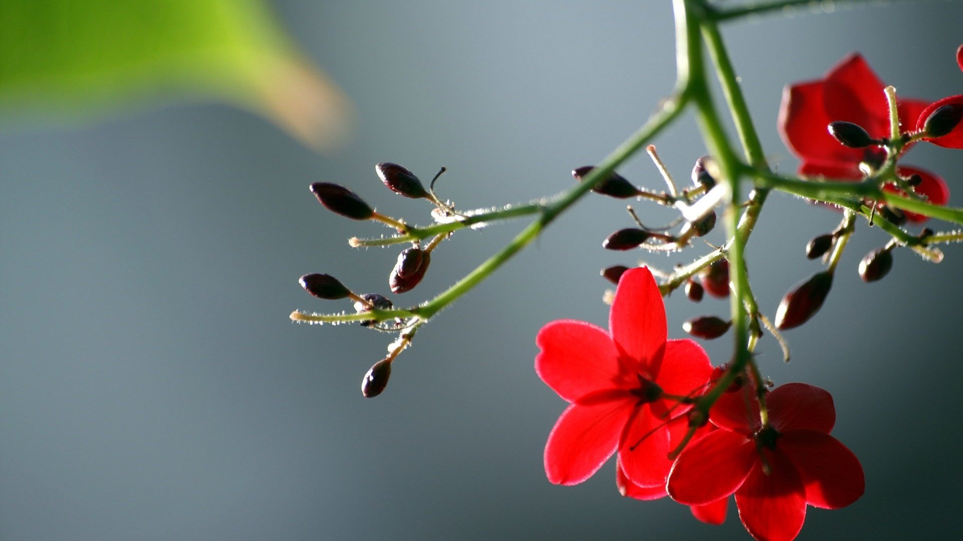 Обои цветы, листья, макро, лепестки, красные, стебель, flowers, leaves, macro, petals, red, stem разрешение 1920x1200 Загрузить