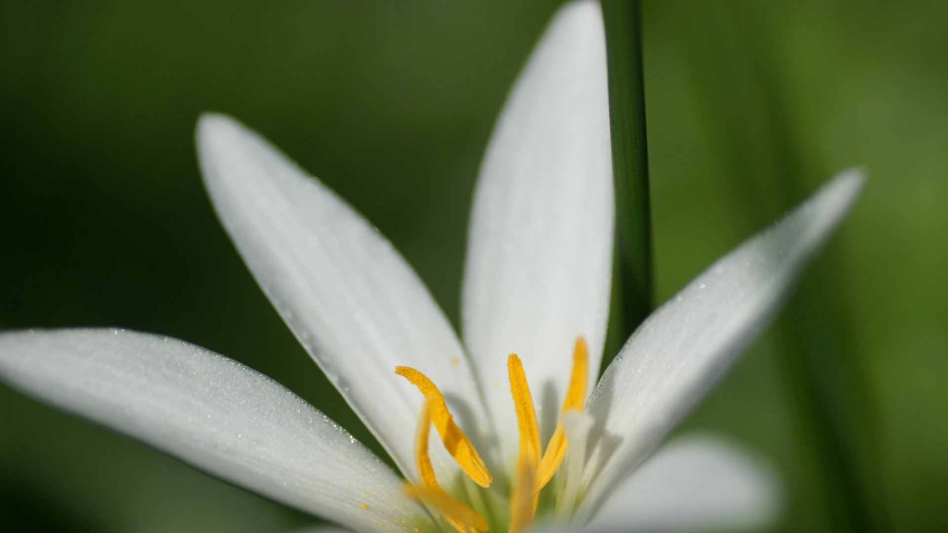 Обои макро, фон, цветок, белый, лилия, macro, background, flower, white, lily разрешение 1920x1200 Загрузить