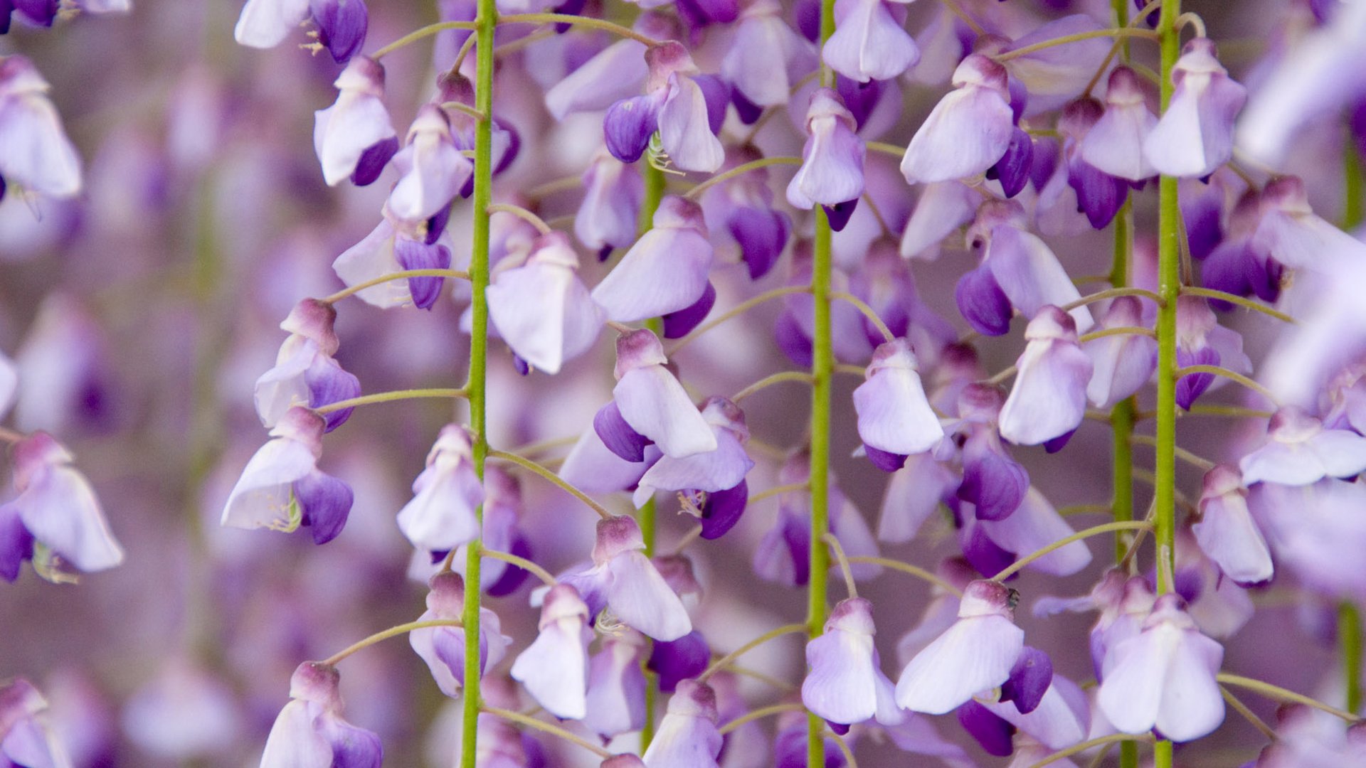 Обои цветы, цветение, крупным планом, глициния, вистерия, flowers, flowering, closeup, wisteria разрешение 1920x1200 Загрузить