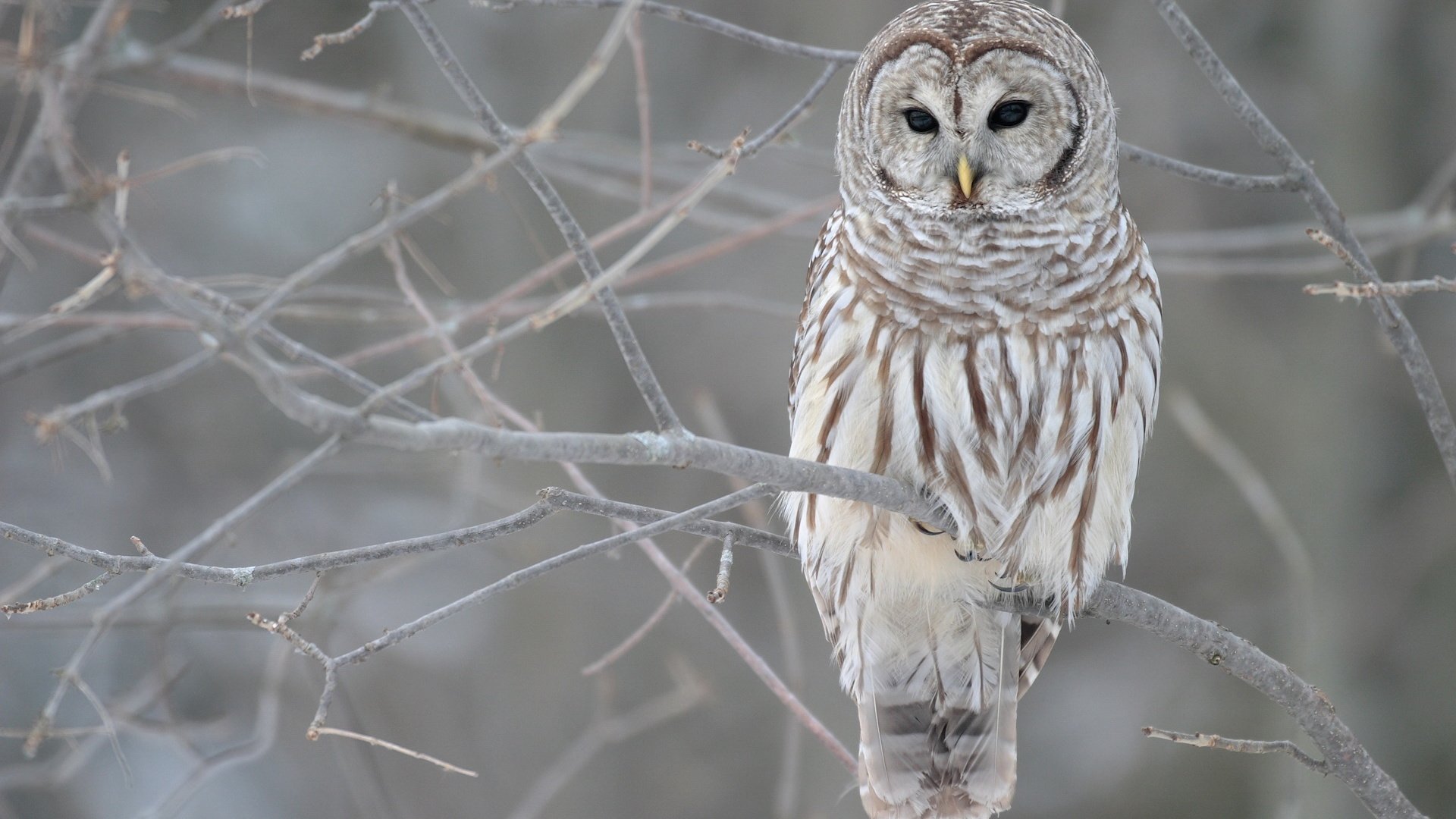 Обои сова, ветка, птица, owl, branch, bird разрешение 1920x1200 Загрузить