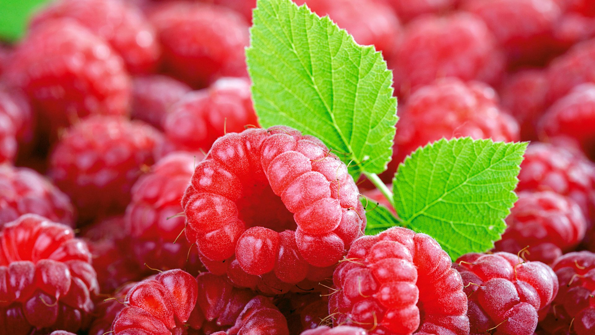 Обои малина, ягоды, листочек, малина и листок, raspberry, berries, leaf, and raspberry leaf разрешение 1920x1200 Загрузить