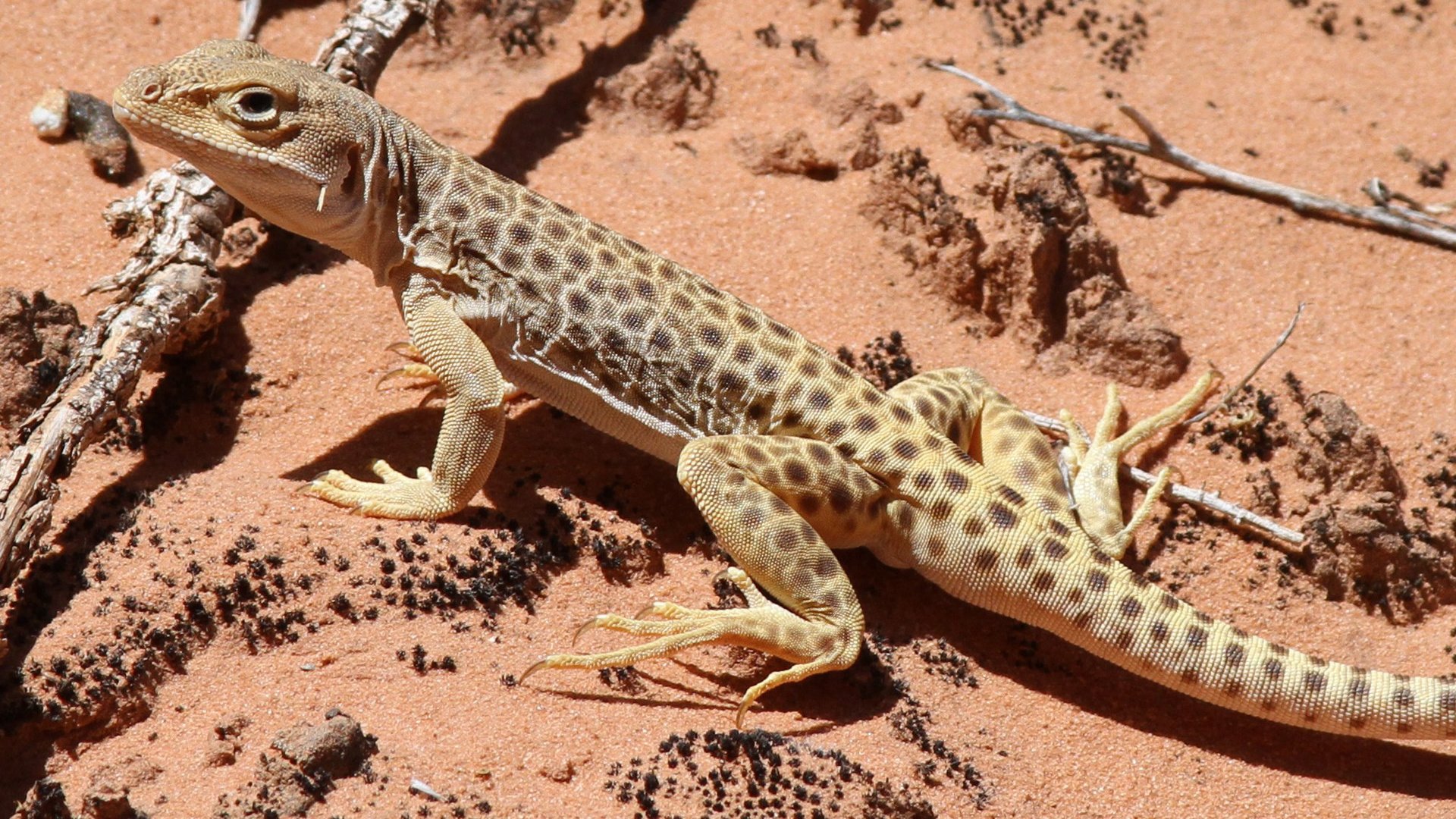 Обои песок, пустыня, ящерица, геккон, рептилия, пресмыкающиеся, sand, desert, lizard, gecko, reptile, reptiles разрешение 1920x1200 Загрузить