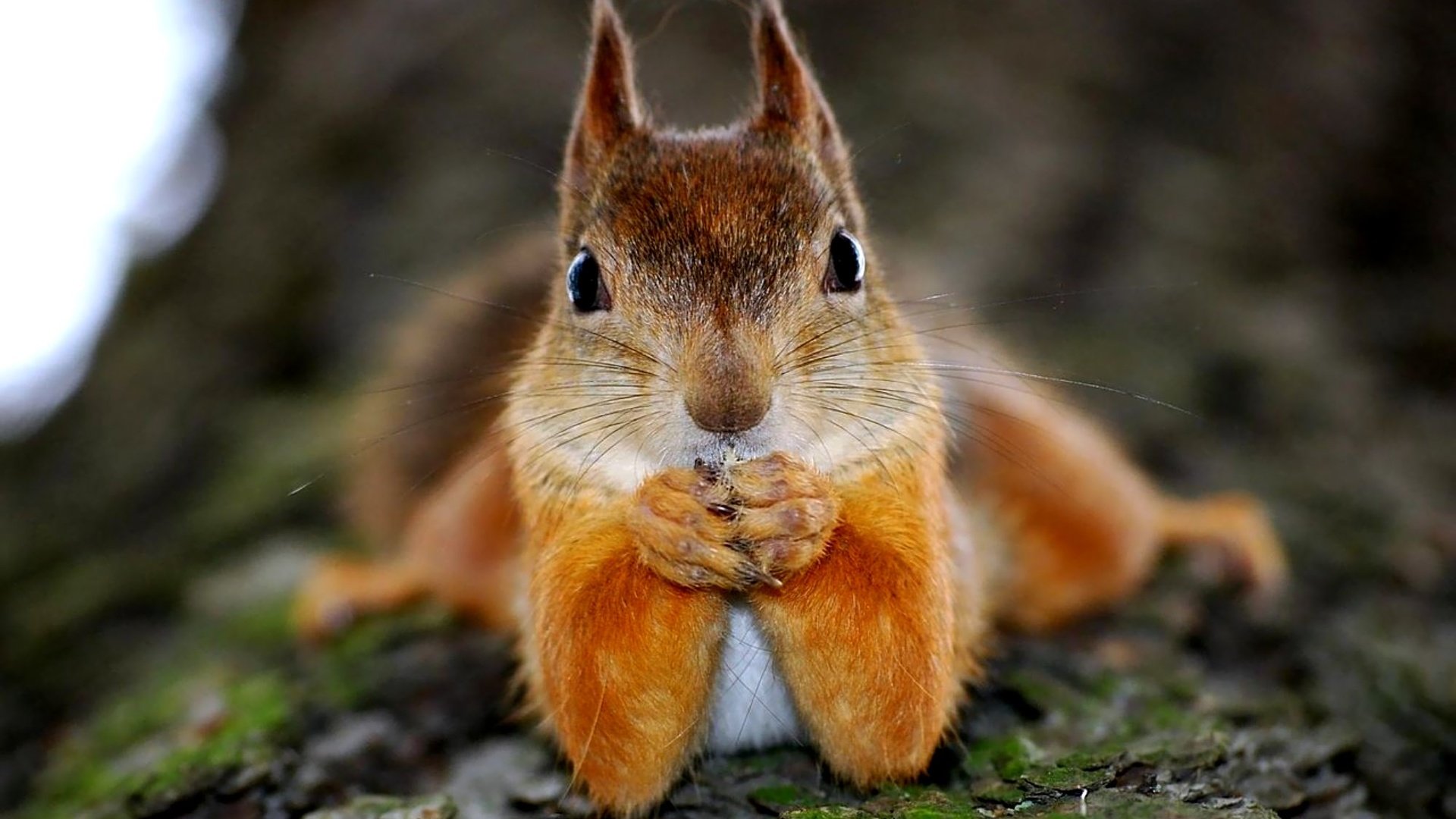 Обои дерево, животное, белка, зверек, белочка, грызун, tree, animal, protein, squirrel, rodent разрешение 2000x1305 Загрузить