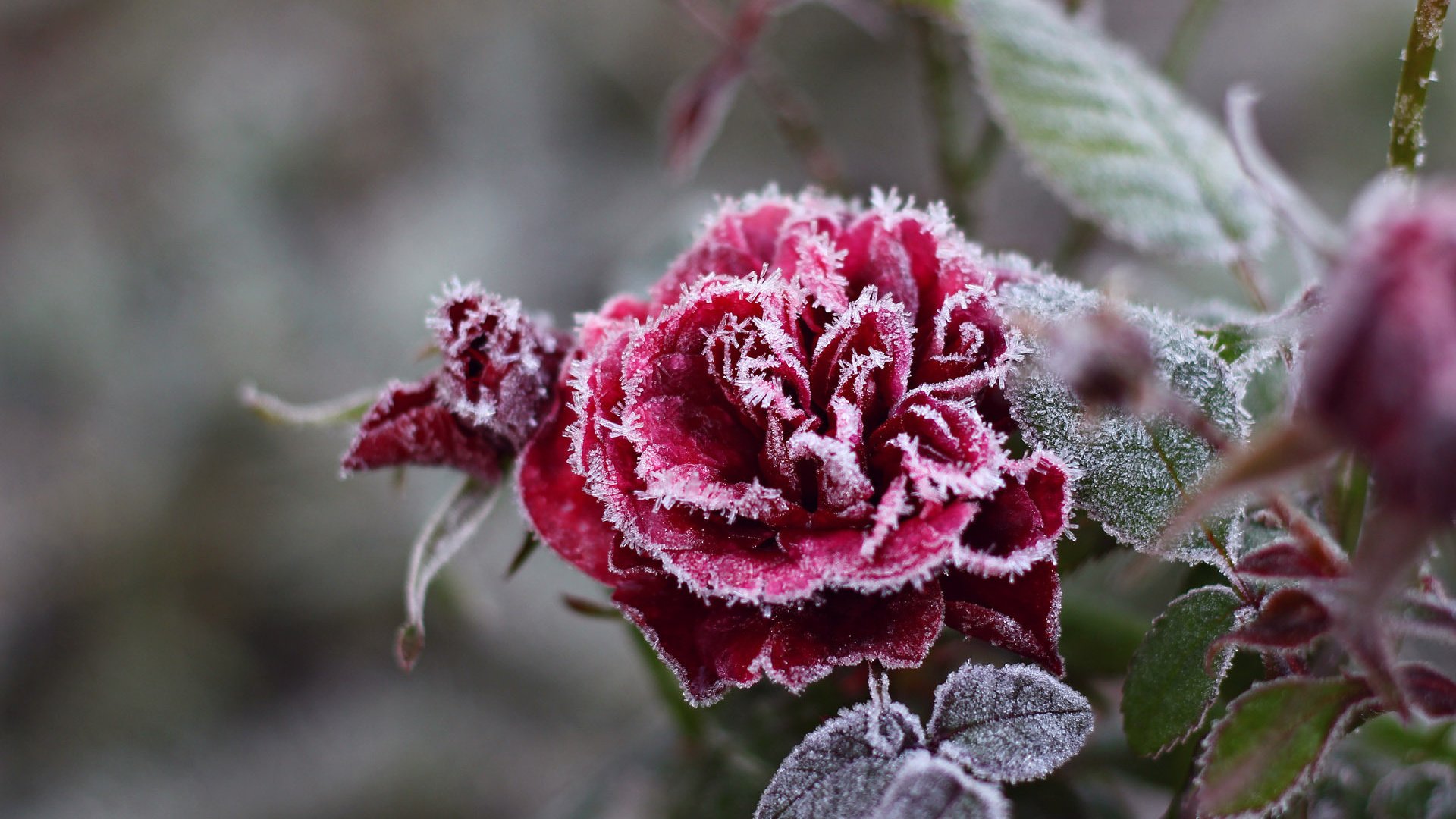 Обои снежинки, цветок, мороз, иней, роза, красный, холод, кристаллы, красивая, beautiful, snowflakes, flower, frost, rose, red, cold, crystals разрешение 1920x1200 Загрузить