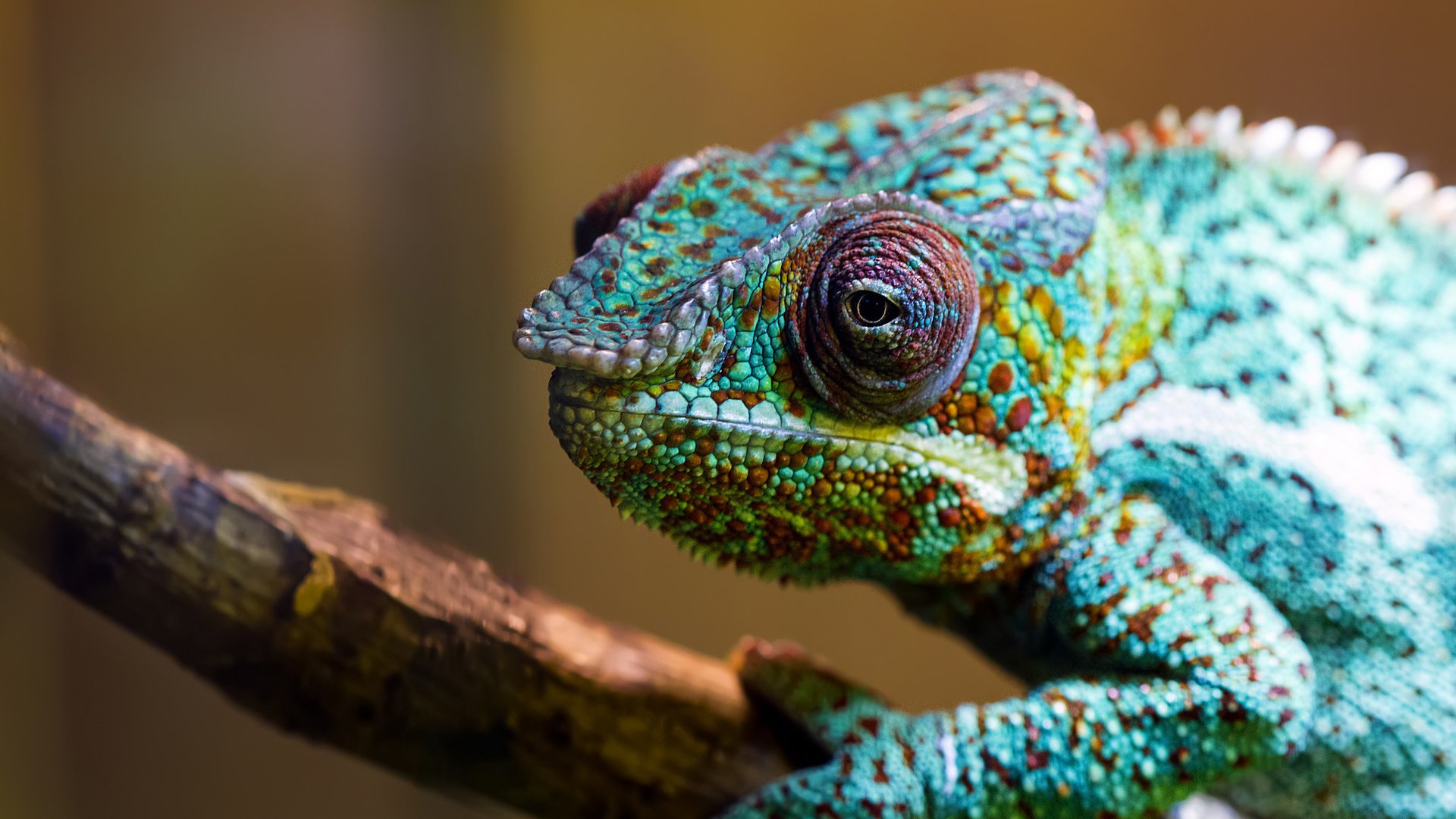 Обои макро, разноцветный, ящерица, хамелеон, рептилия, macro, colorful, lizard, chameleon, reptile разрешение 2048x1365 Загрузить