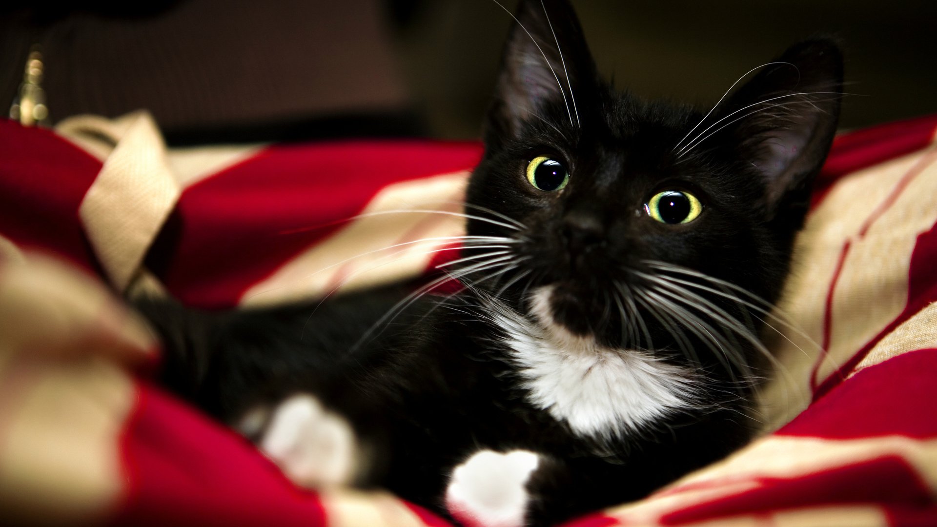 Обои кошка, взгляд, котенок, одеяло, чёрно-белый, лапки, милый, cat, look, kitty, blanket, black and white, legs, cute разрешение 2560x1600 Загрузить