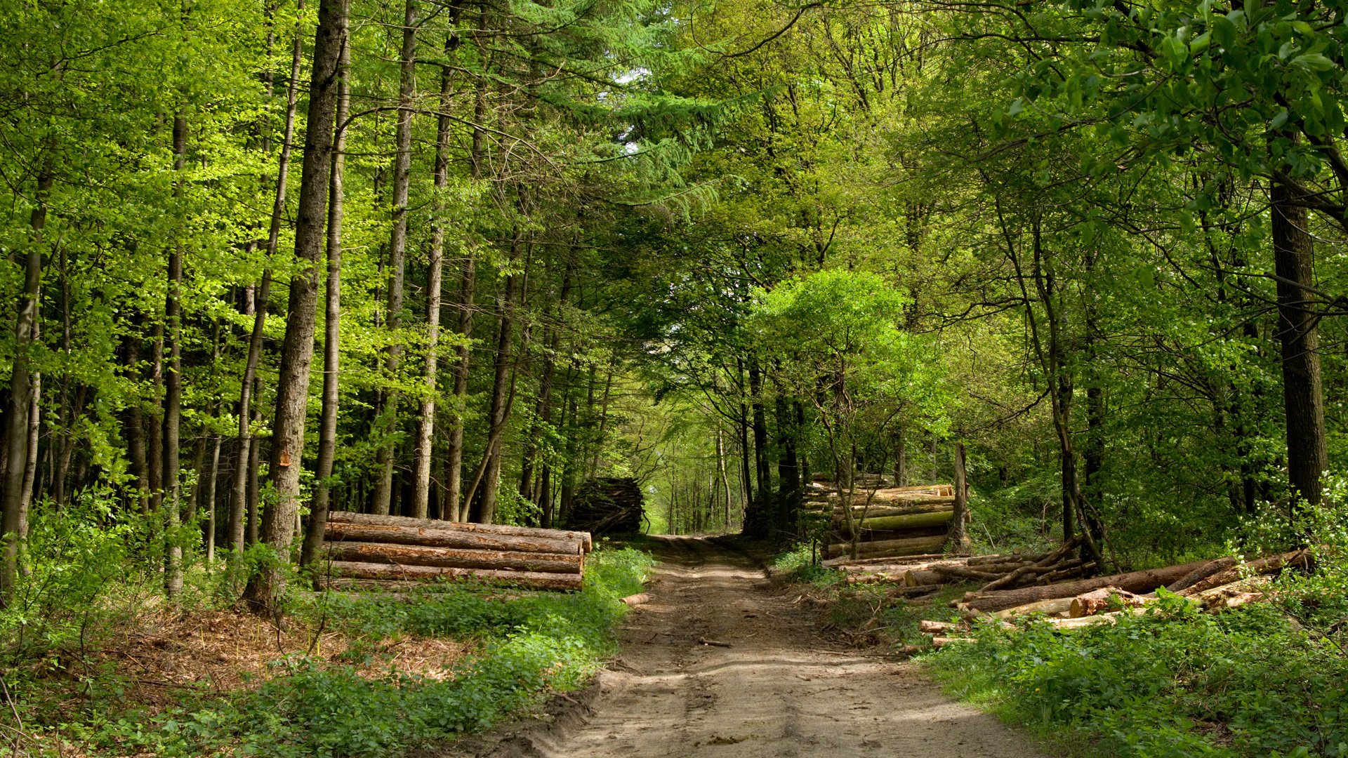 Обои дорога, деревья, зелень, лес, road, trees, greens, forest разрешение 1920x1200 Загрузить