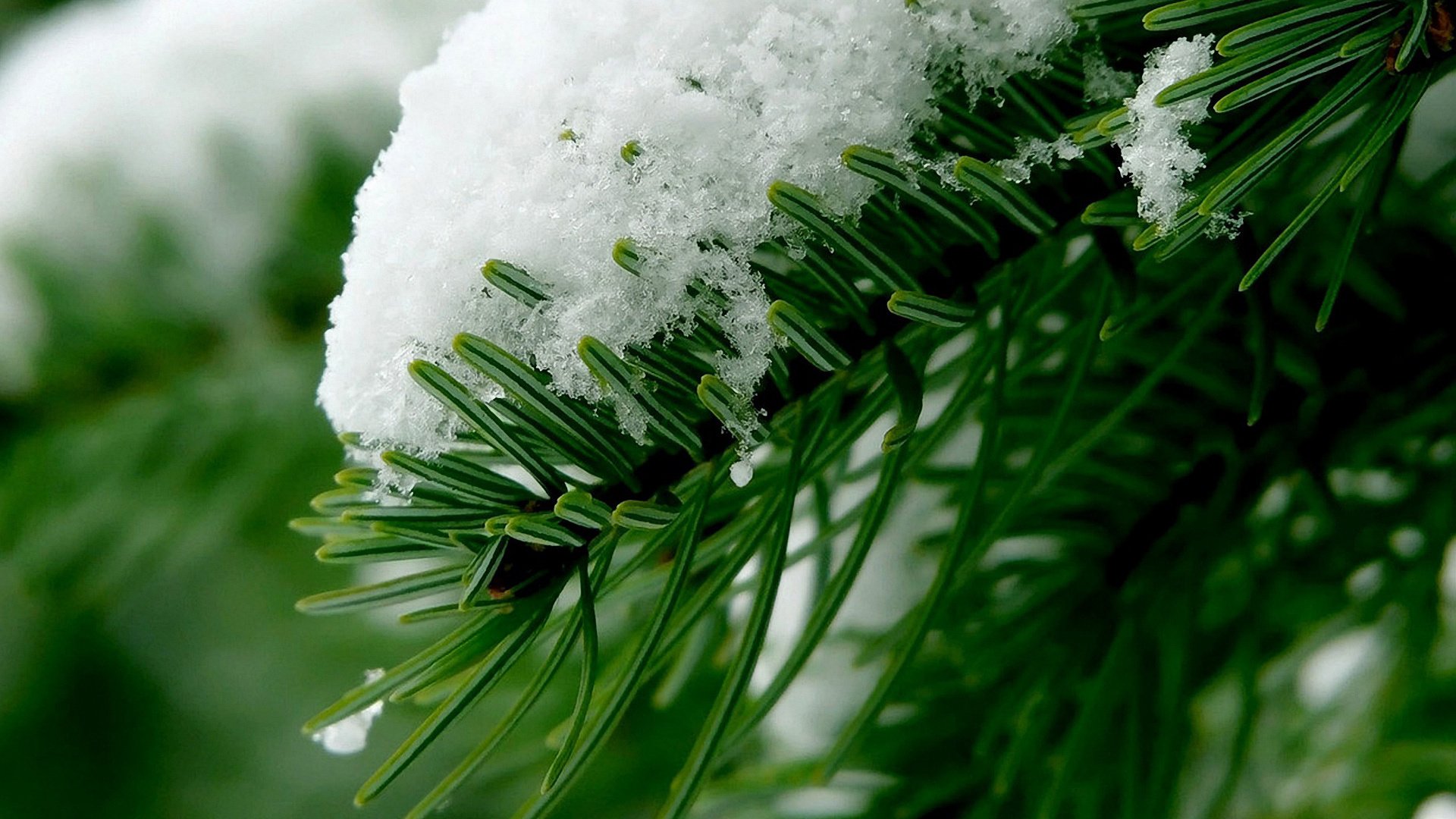 Обои ветка, снег, лес, хвоя, зима, макро, branch, snow, forest, needles, winter, macro разрешение 1920x1200 Загрузить