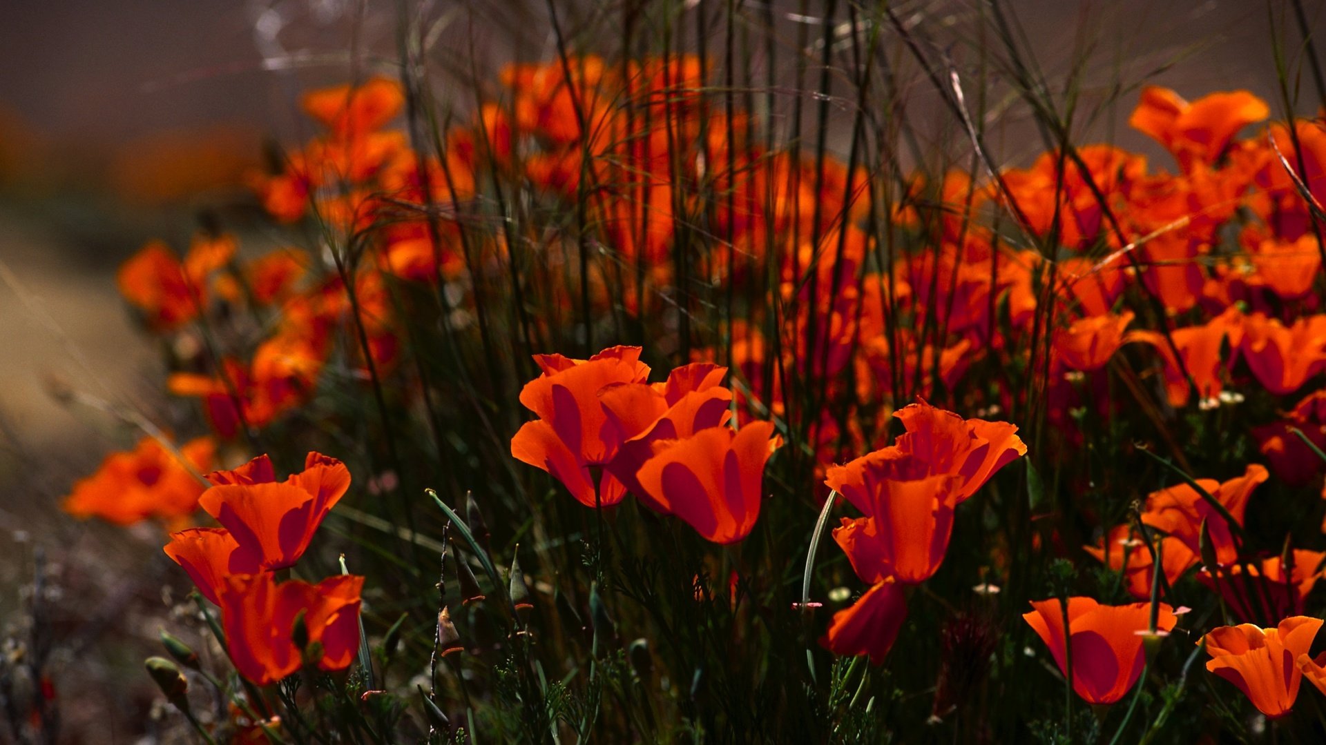 Обои цветы, маки, клумба, flowers, maki, flowerbed разрешение 3878x2582 Загрузить