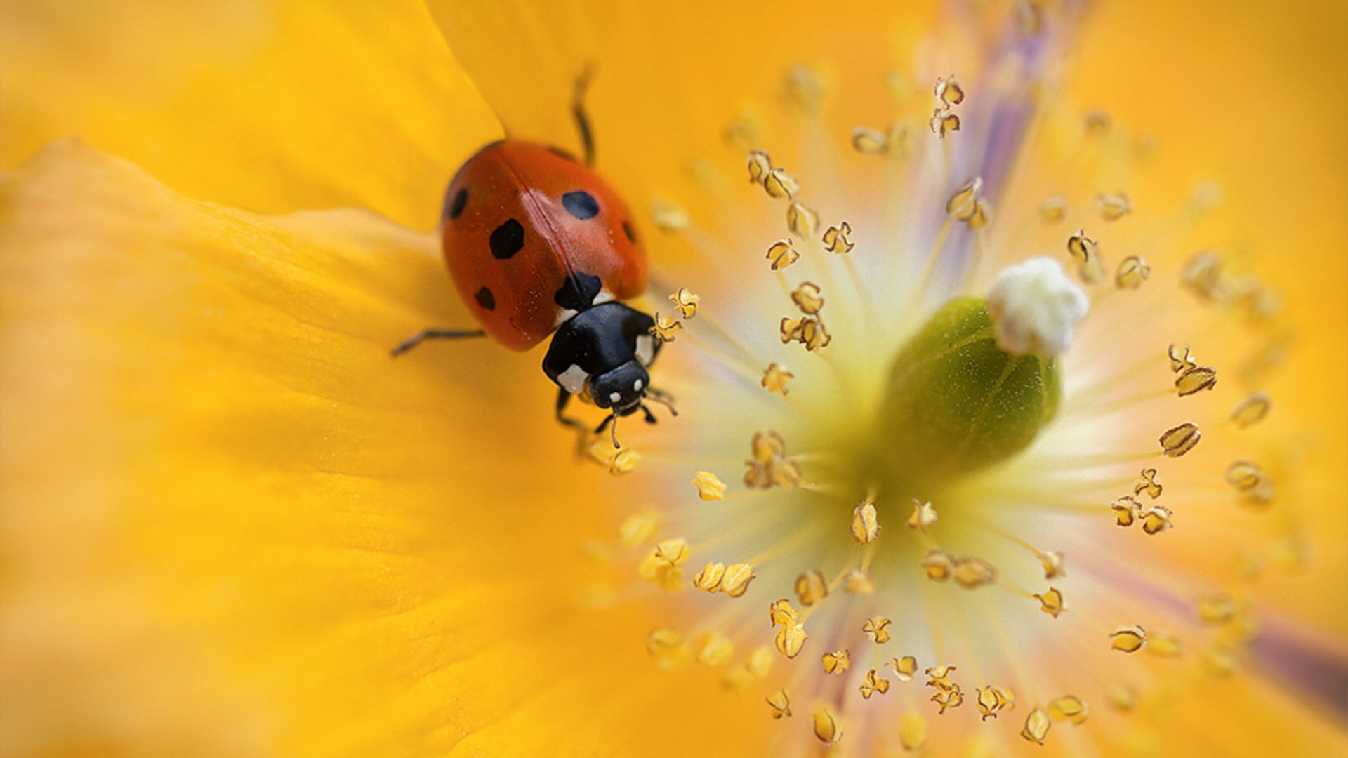 Обои красивый цветок, божья коровка для рабочего стола, beautiful flower, ladybug for your desktop разрешение 2560x1600 Загрузить