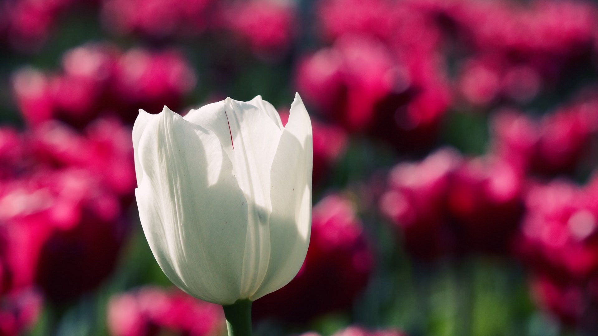 Обои цветок, белый, тюльпан, cvety, priroda, makro fotografii, oboi s cvetami, грустит, flower, white, tulip, sad разрешение 1920x1200 Загрузить