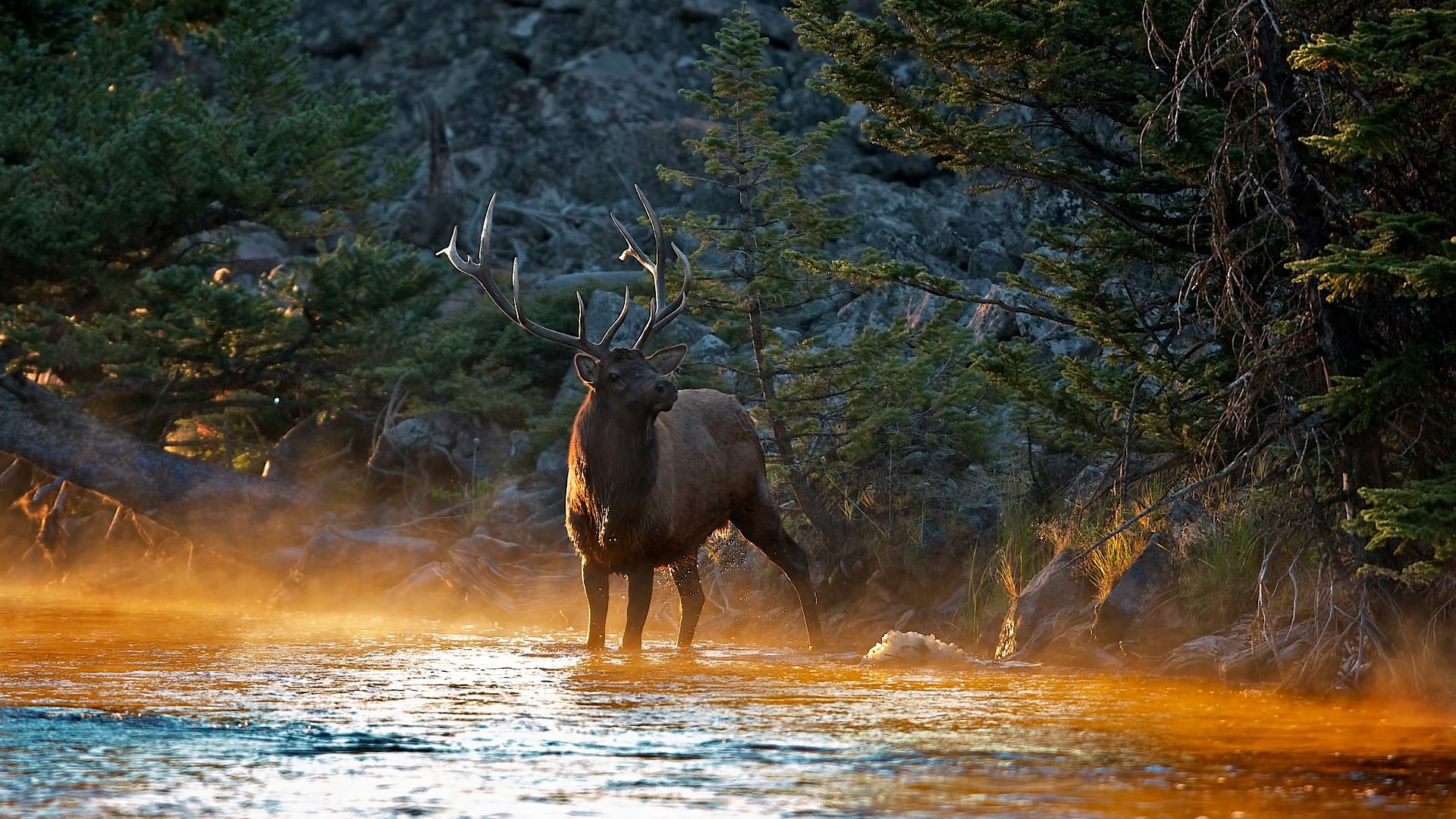 Обои река, солнце, лес, олень, лучи, утро, животные, рога, river, the sun, forest, deer, rays, morning, animals, horns разрешение 1920x1200 Загрузить