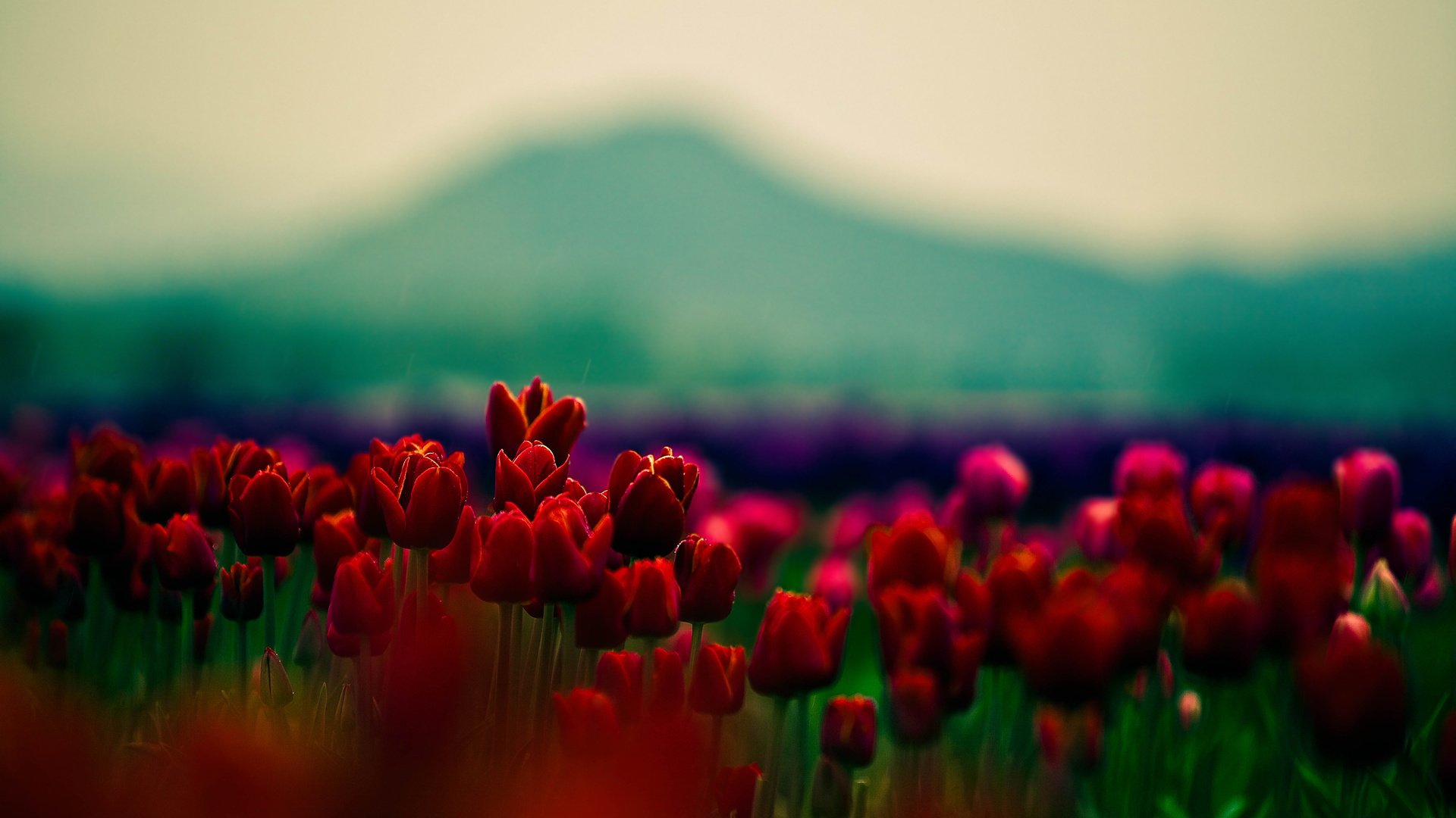 Обои цветы, природа, размытость, весна, тюльпаны, cvety, flowers, nature, blur, spring, tulips разрешение 1920x1200 Загрузить