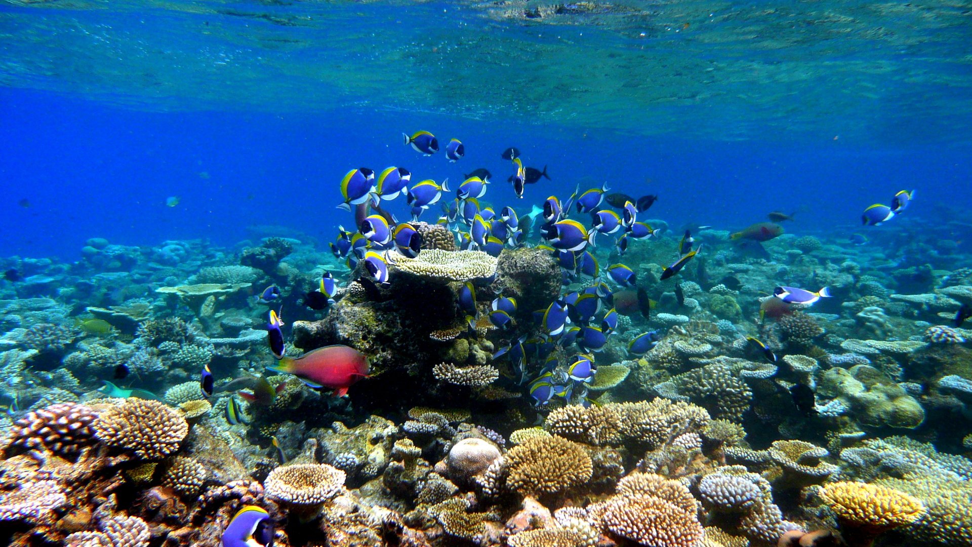 Обои рыбки, рыбы, кораллы, тропики, подводный мир, мальдивы, fish, corals, tropics, underwater world, the maldives разрешение 3072x2304 Загрузить