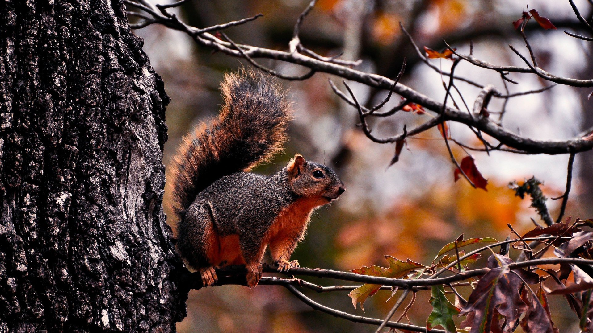 Обои дерево, лес, животные, ветки, листва, осень, белка, tree, forest, animals, branches, foliage, autumn, protein разрешение 1920x1280 Загрузить