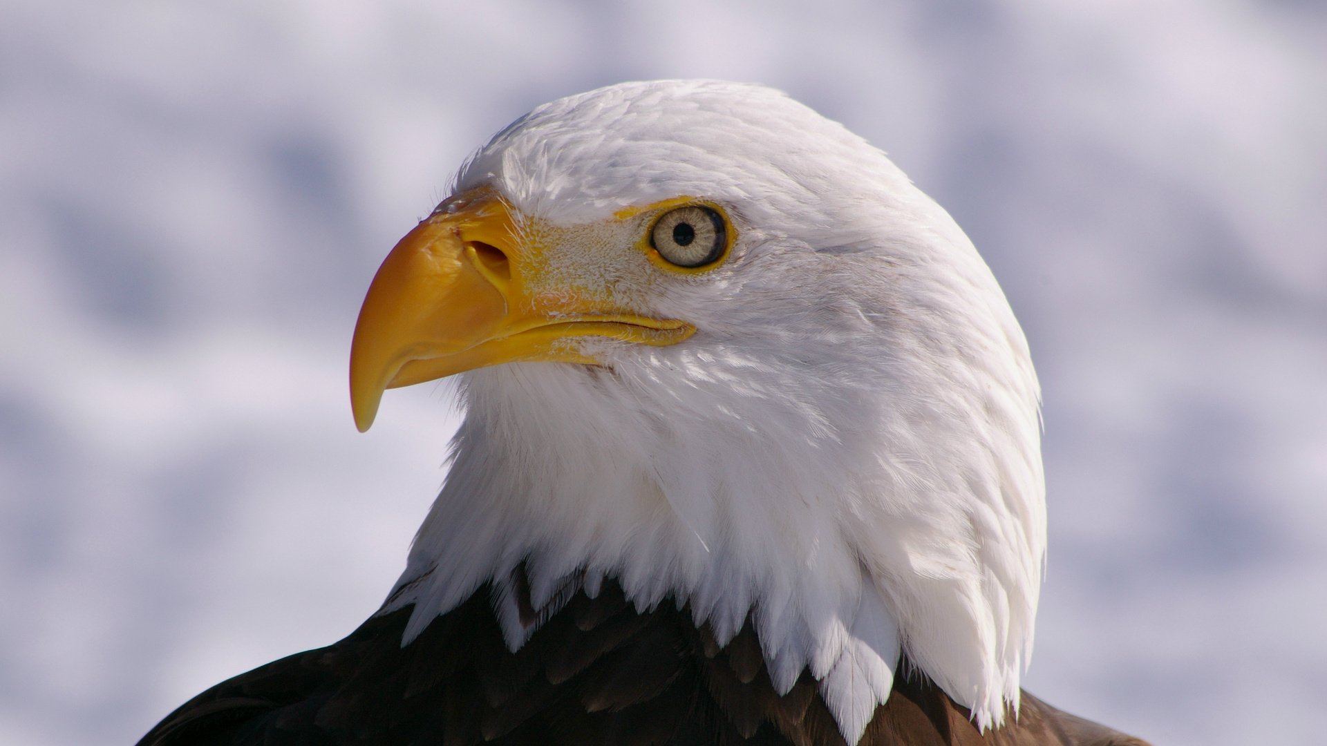 Обои взгляд, профиль, птица, клюв, белоголовый орлан, птаха, look, profile, bird, beak, bald eagle разрешение 3008x2000 Загрузить