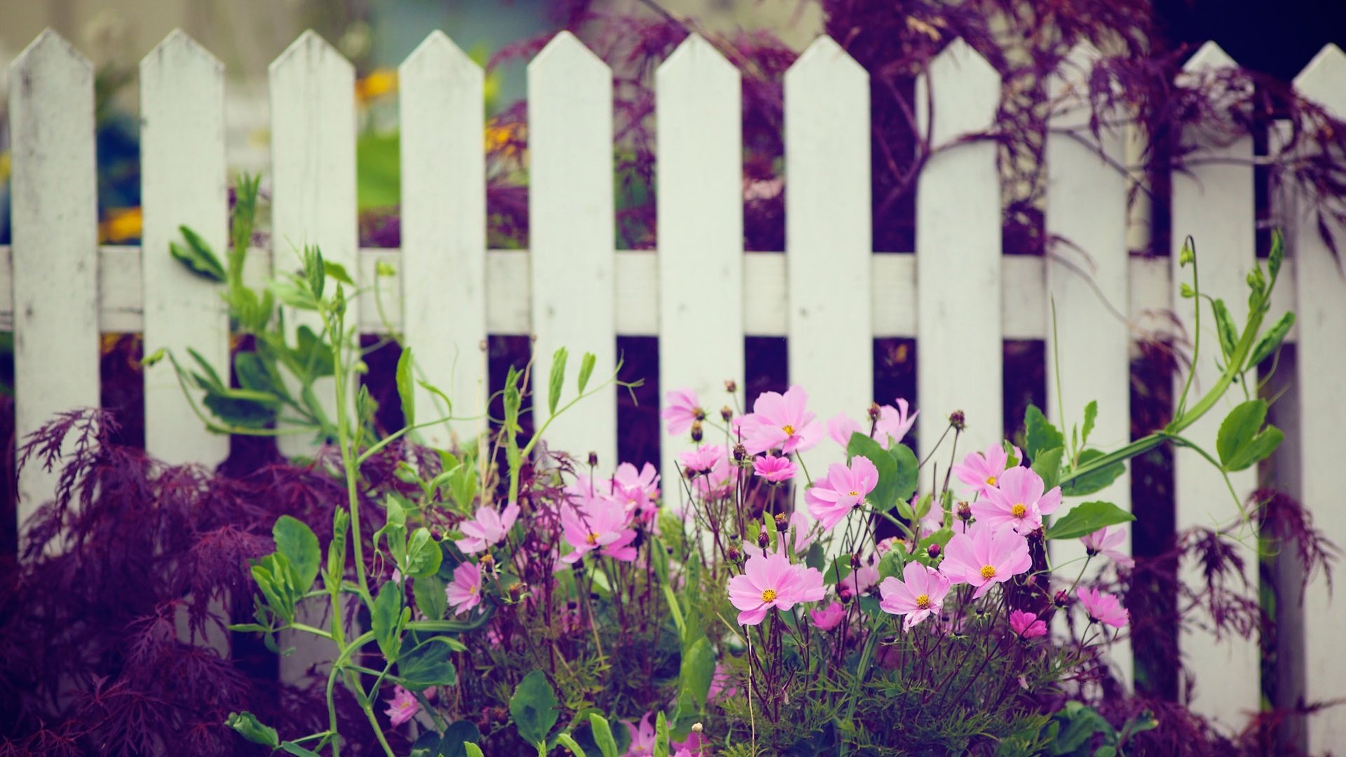 Обои цветы, природа, забор, белый, сад, розовые, деревянный, космеи, flowers, nature, the fence, white, garden, pink, wooden, cosmos разрешение 1920x1200 Загрузить