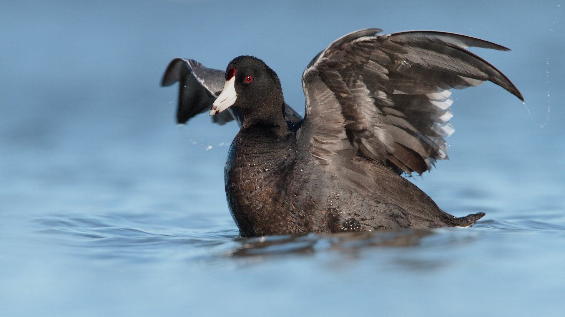 Обои вода, отражение, крылья, птица, утка, лысуха, water, reflection, wings, bird, duck, coot разрешение 2048x1198 Загрузить