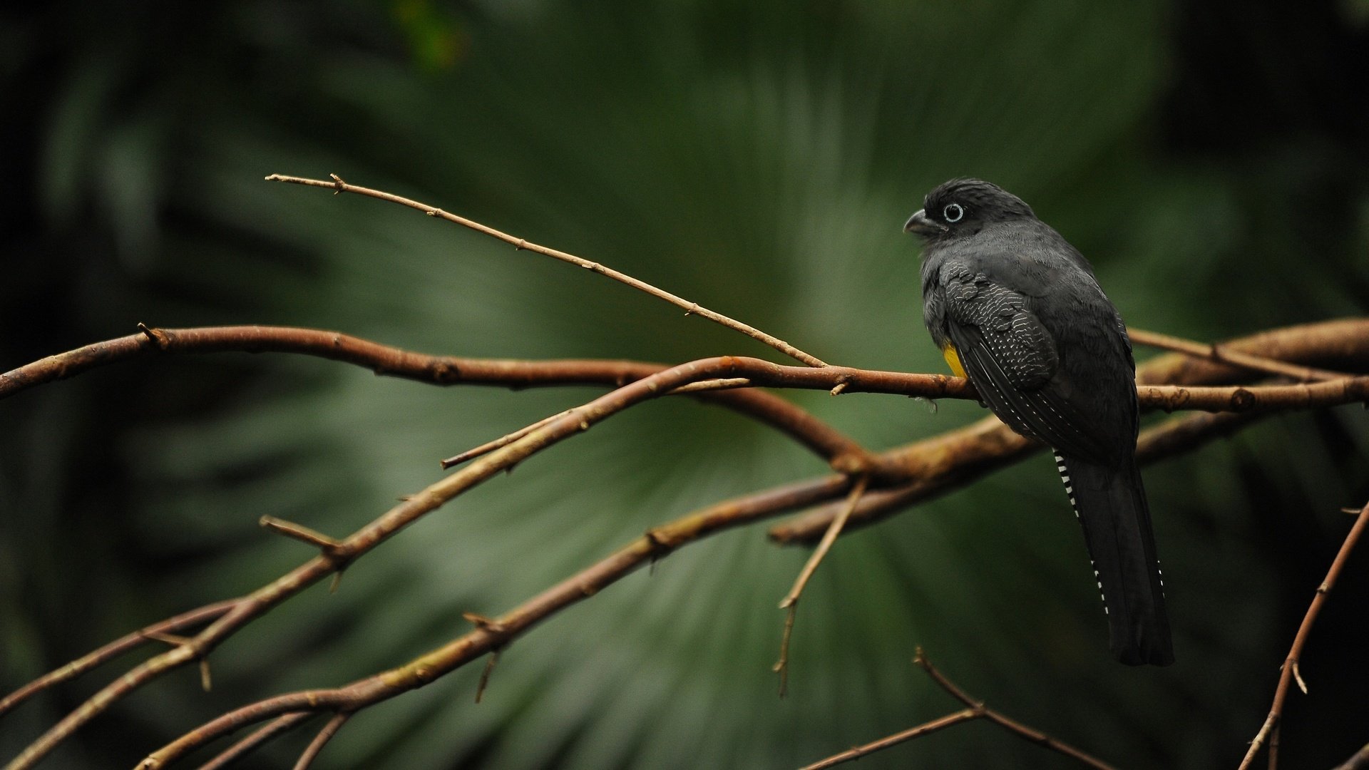 Обои ветка, дерево, птица, клюв, перья, черная, trogon caligatus, branch, tree, bird, beak, feathers, black разрешение 2560x1600 Загрузить