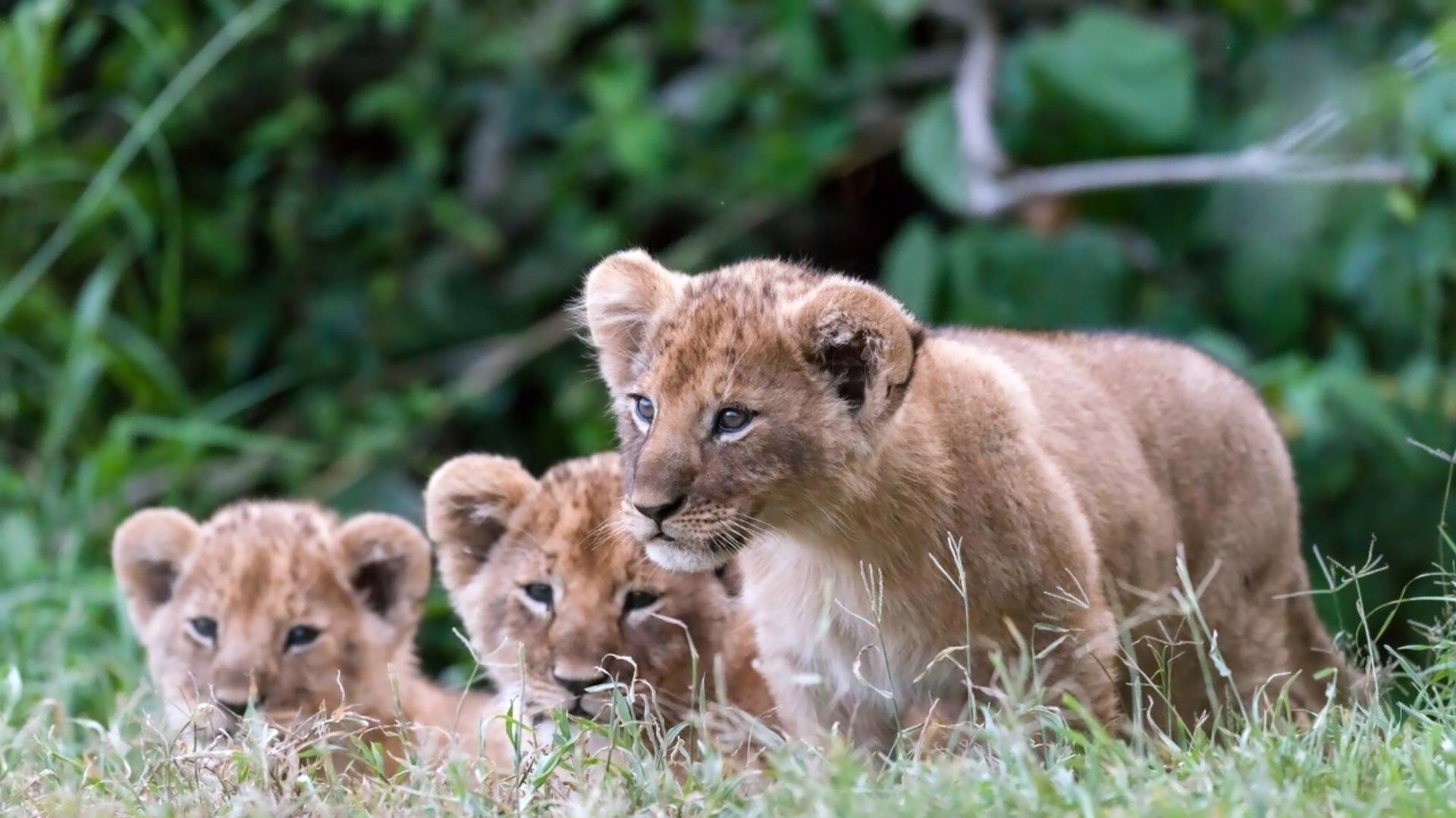 Обои львята, the cubs разрешение 2000x1125 Загрузить