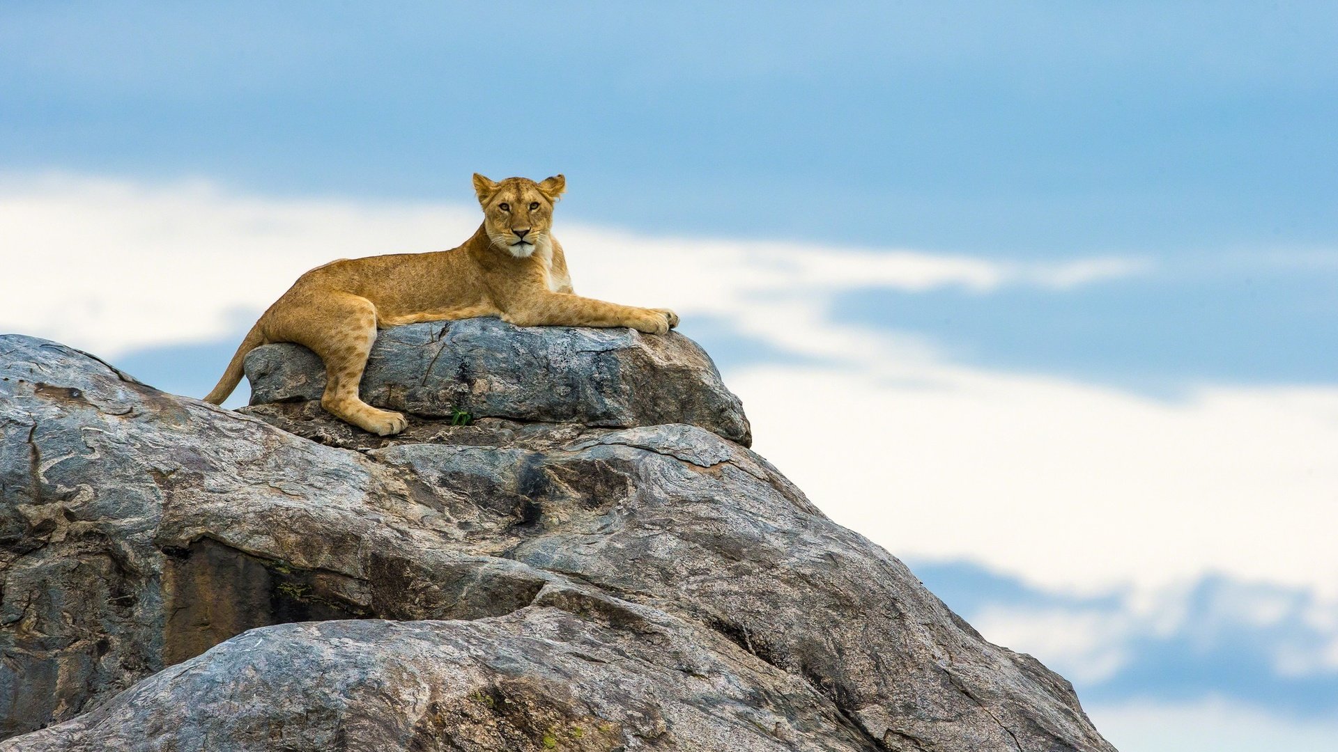 Обои небо, горы, природа, львы, львица, the sky, mountains, nature, lions, lioness разрешение 2048x1365 Загрузить