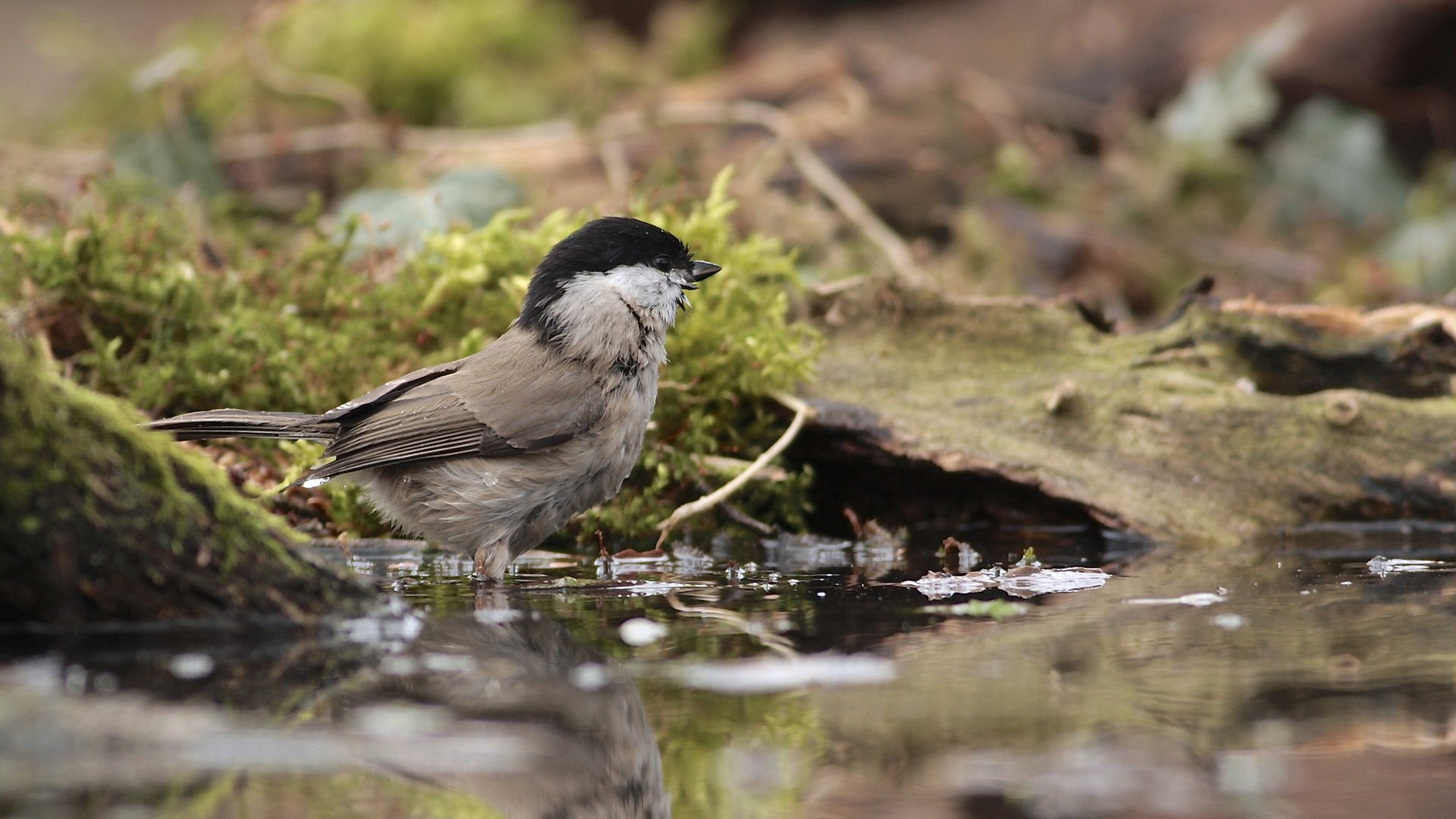 Обои вода, отражение, птицы, птица, мох, синица, синичка, water, reflection, birds, bird, moss, tit, titmouse разрешение 2048x1485 Загрузить