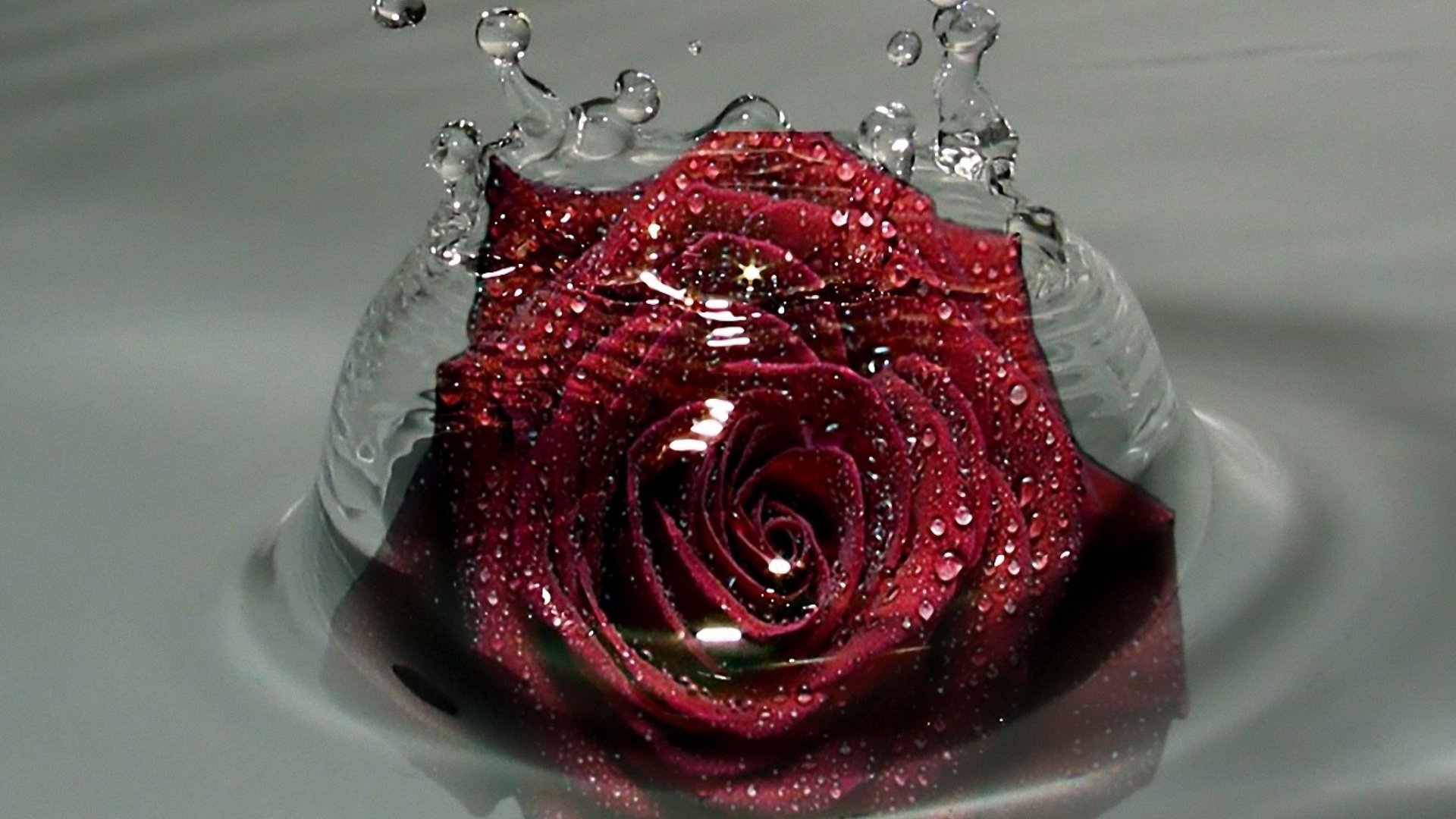 Обои вода, капельки, красная роза, water, droplets, red rose разрешение 2560x2048 Загрузить