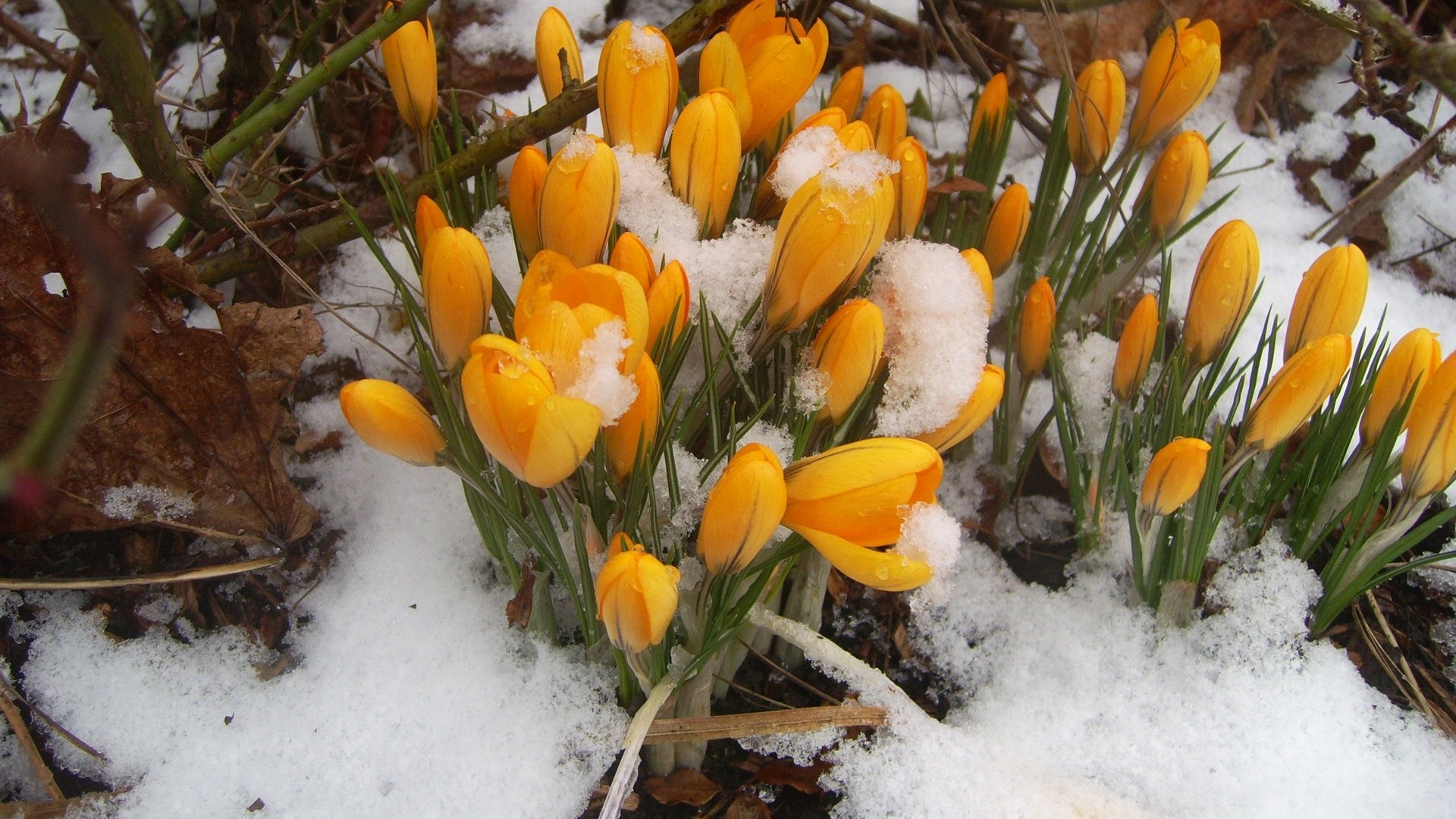 Обои цветы, снег, природа, весна, крокусы, первоцветы, flowers, snow, nature, spring, crocuses, primroses разрешение 1920x1200 Загрузить