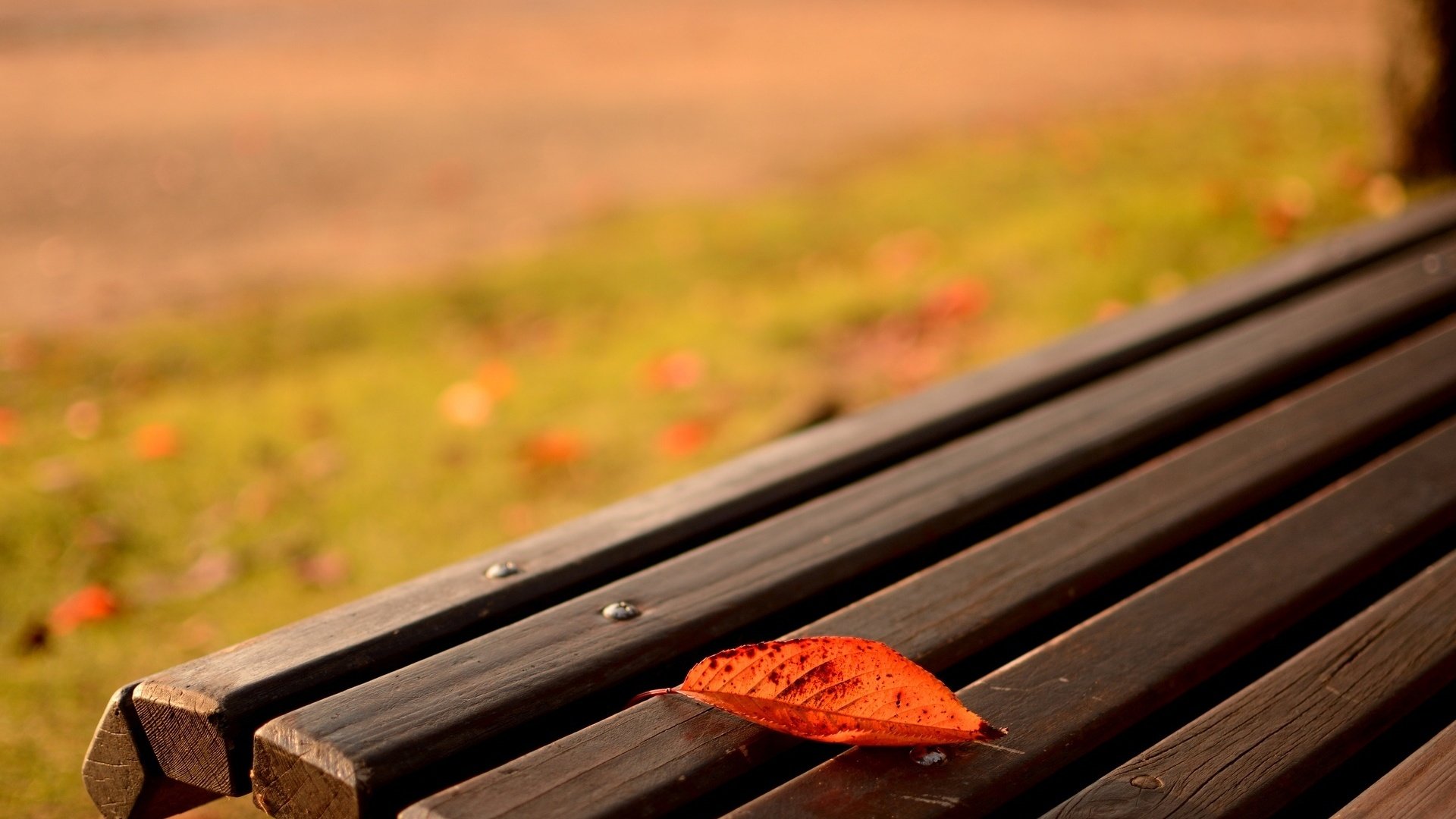 Обои природа, макро, осень, лист, скамейка, nature, macro, autumn, sheet, bench разрешение 1920x1200 Загрузить