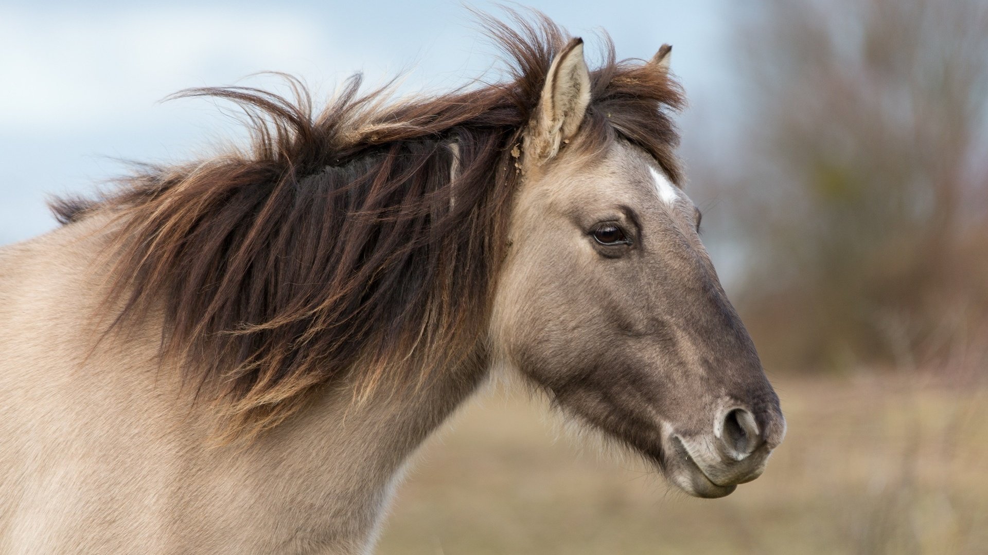 Обои морда, лошадь, профиль, ветер, конь, грива, face, horse, profile, the wind, mane разрешение 2048x1365 Загрузить