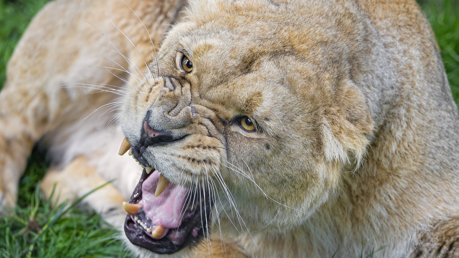 Обои морда, кошка, взгляд, лев, оскал, львица, face, cat, look, leo, grin, lioness разрешение 2048x1638 Загрузить