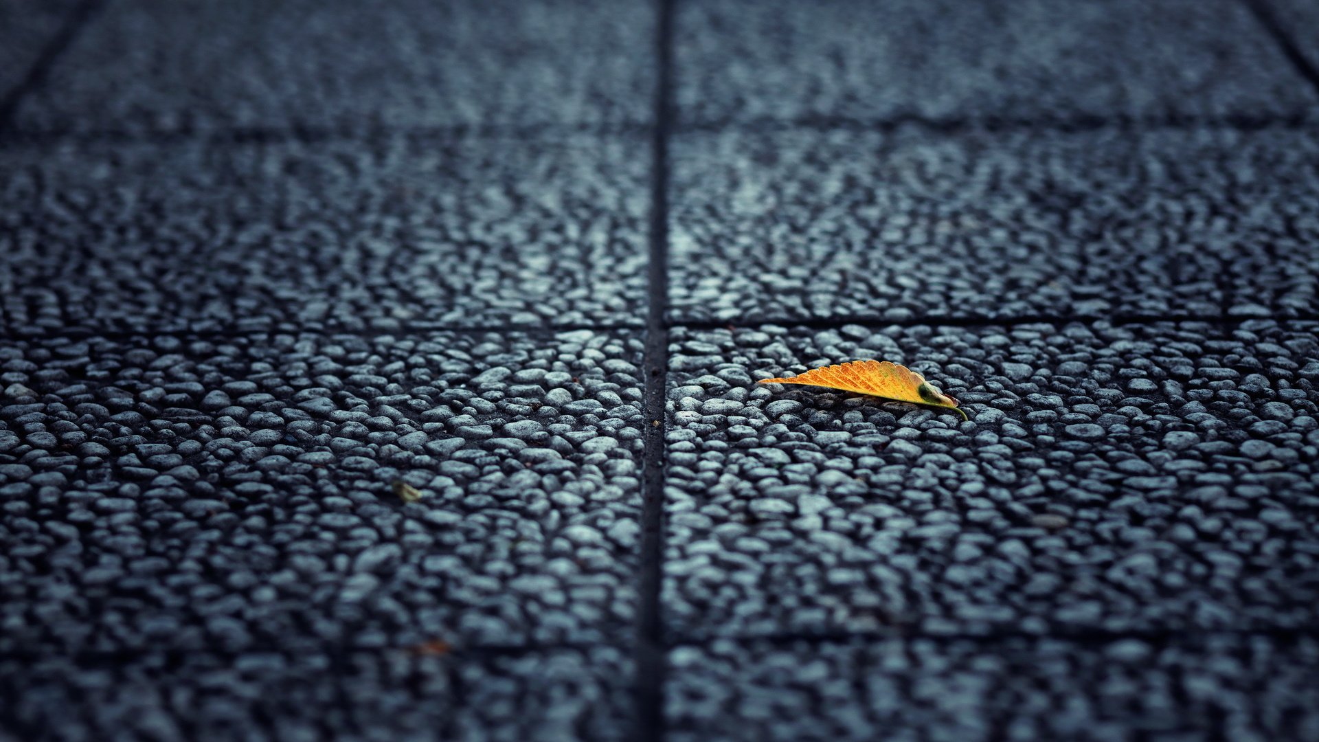 Обои фон, лист, улица, асфальт, background, sheet, street, asphalt разрешение 2560x1600 Загрузить