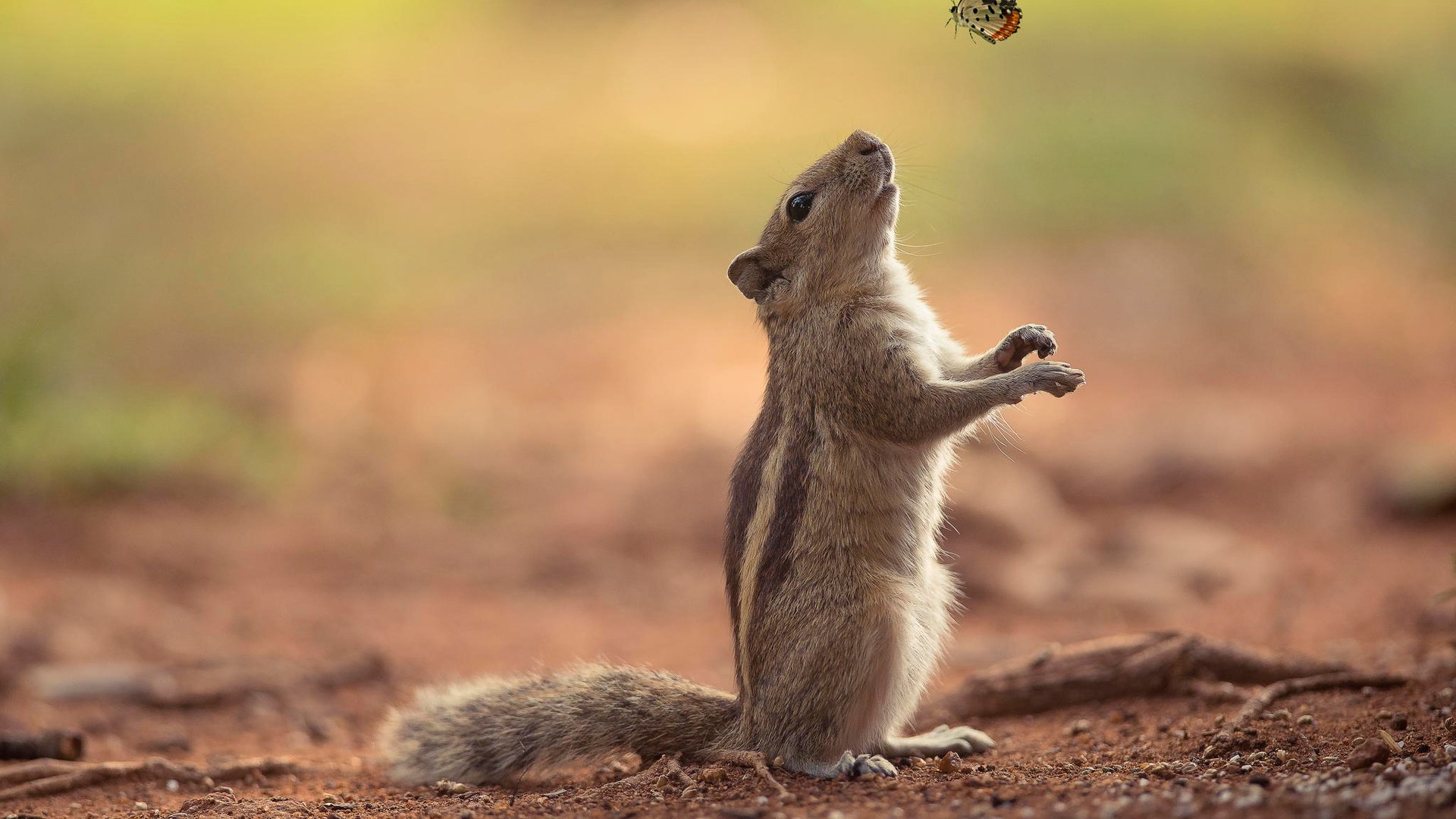 Обои природа, фон, бабочка, бурундук, nature, background, butterfly, chipmunk разрешение 2048x1367 Загрузить