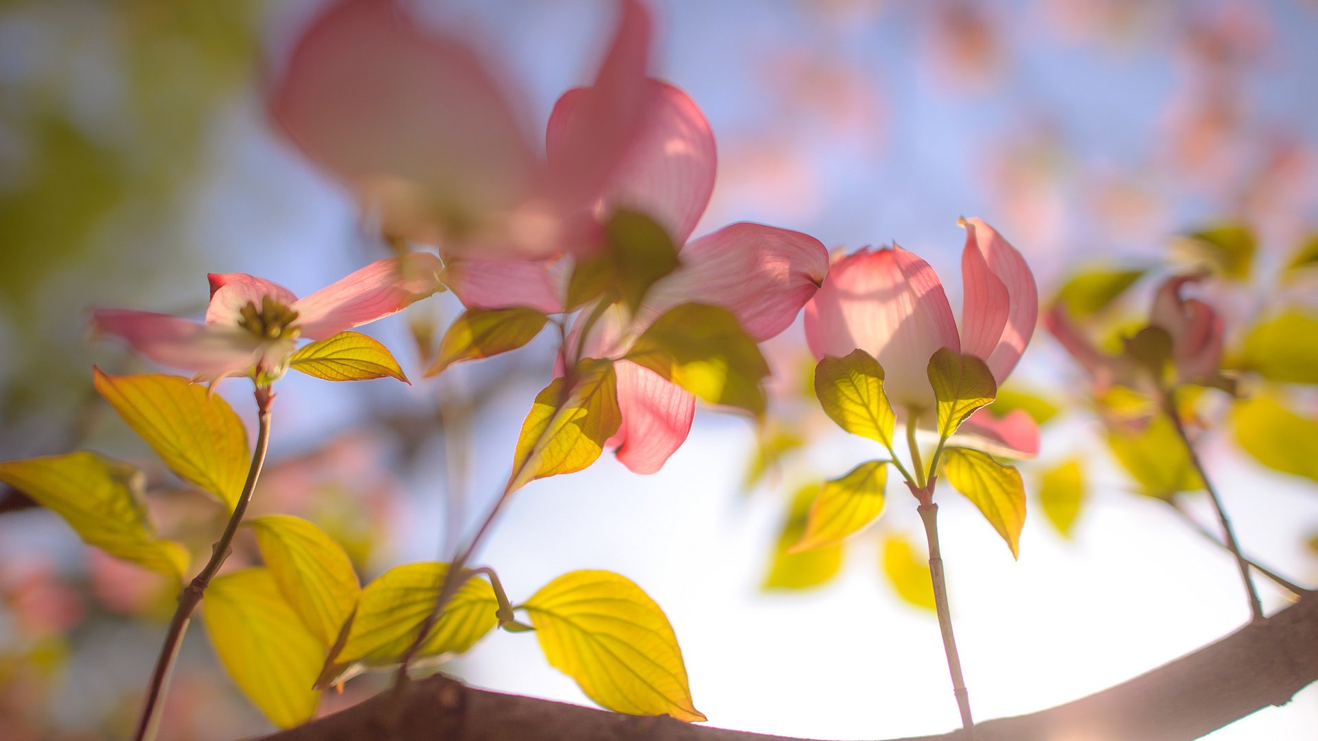 Обои небо, цветы, ветка, the sky, flowers, branch разрешение 2048x1363 Загрузить