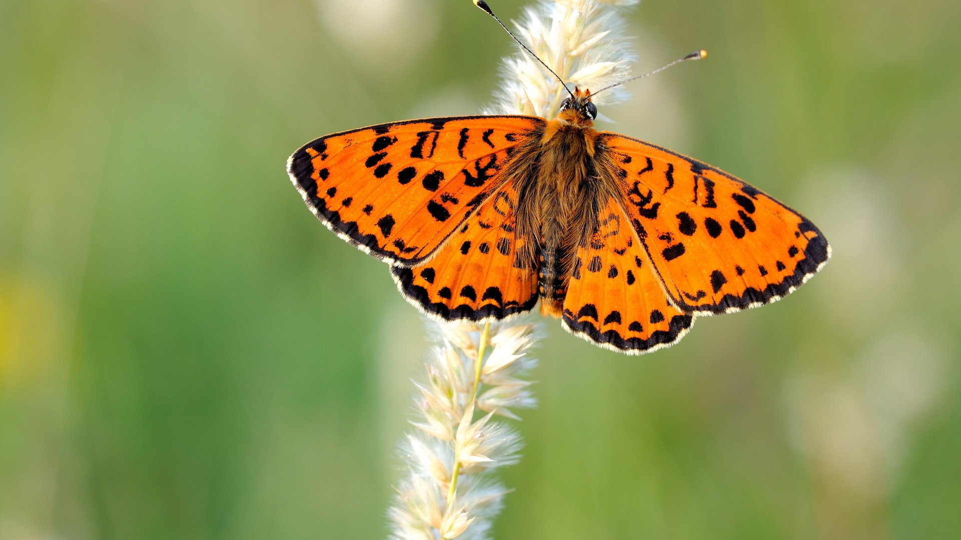 Обои природа, бабочка, крылья, насекомые, размытость, растение, колосок, боке, nature, butterfly, wings, insects, blur, plant, spike, bokeh разрешение 2800x1867 Загрузить