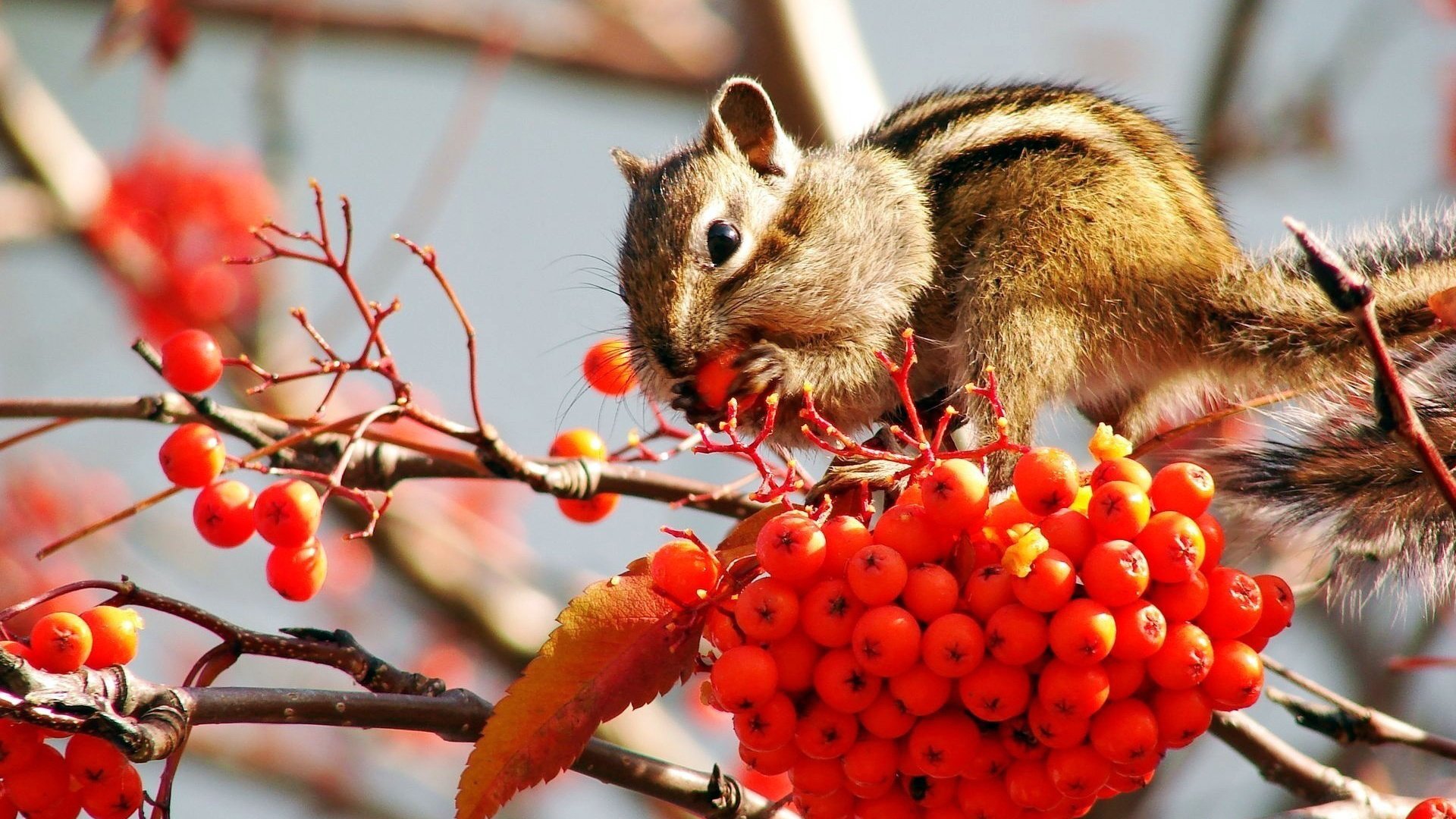 Обои ветки, лист, ягоды, гроздь, рябина, бурундук, branches, sheet, berries, bunch, rowan, chipmunk разрешение 1920x1200 Загрузить