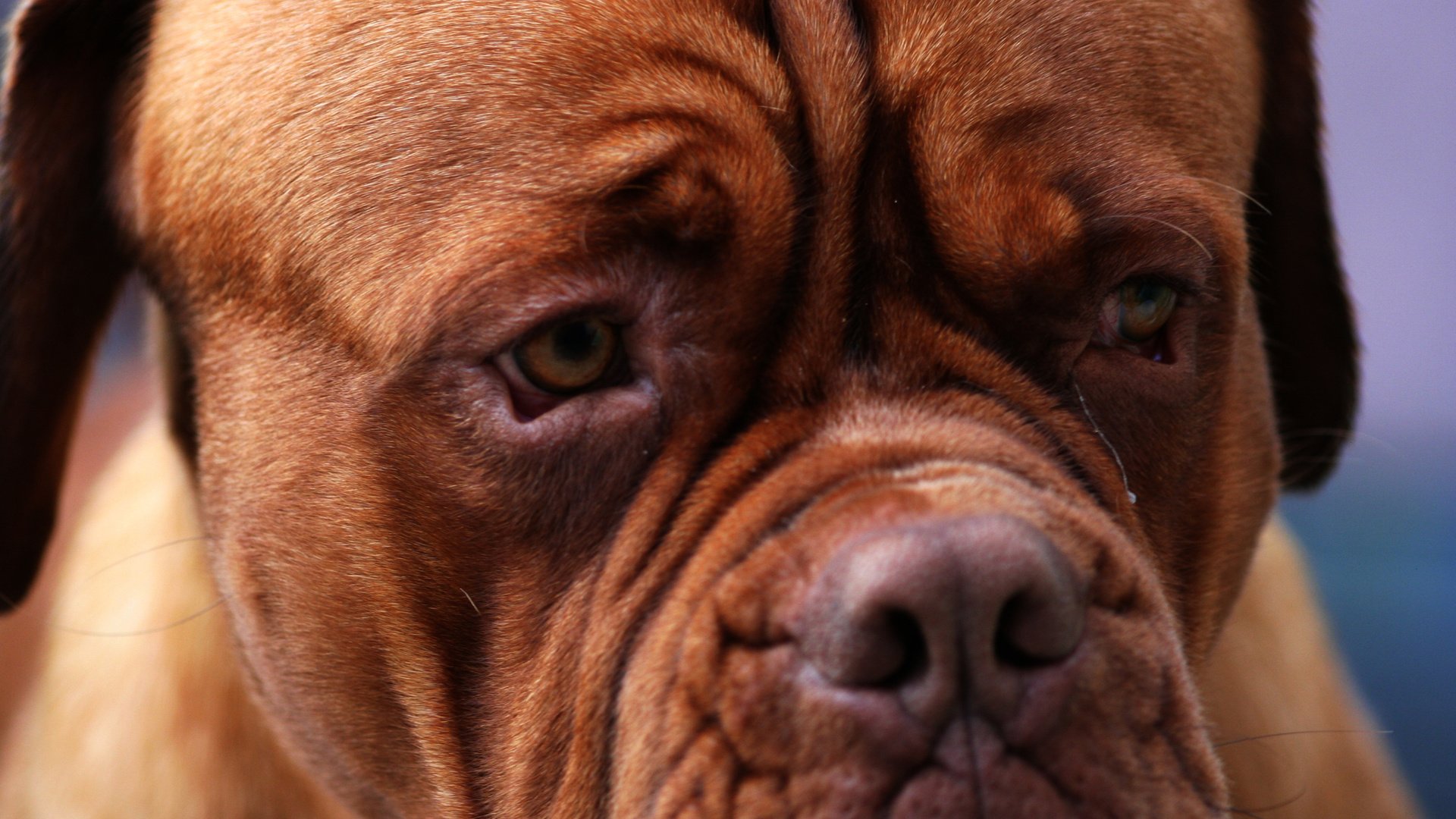 Обои глаза, морда, бордоский дог, eyes, face, dogue de bordeaux разрешение 2560x1600 Загрузить