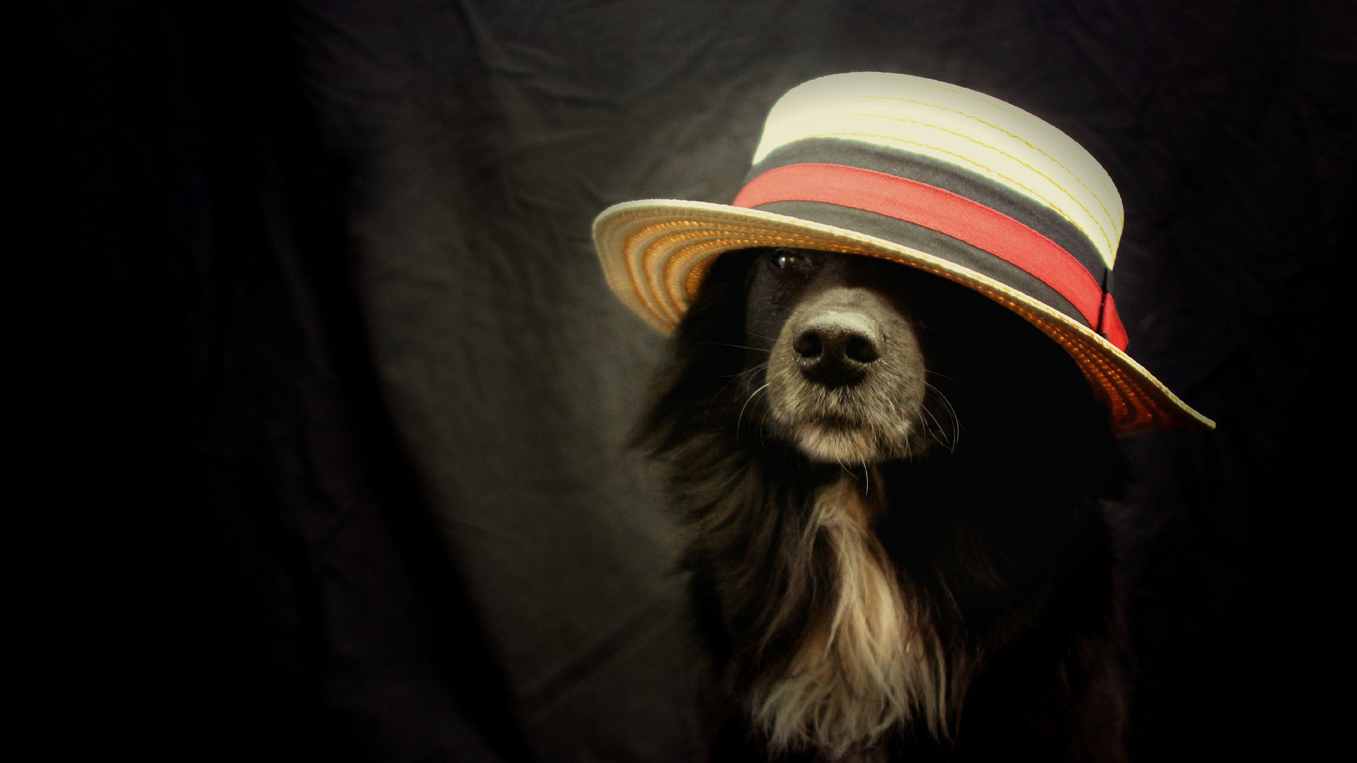 Обои взгляд, друг, шляпа, бордер-колли, look, each, hat, the border collie разрешение 2048x1365 Загрузить